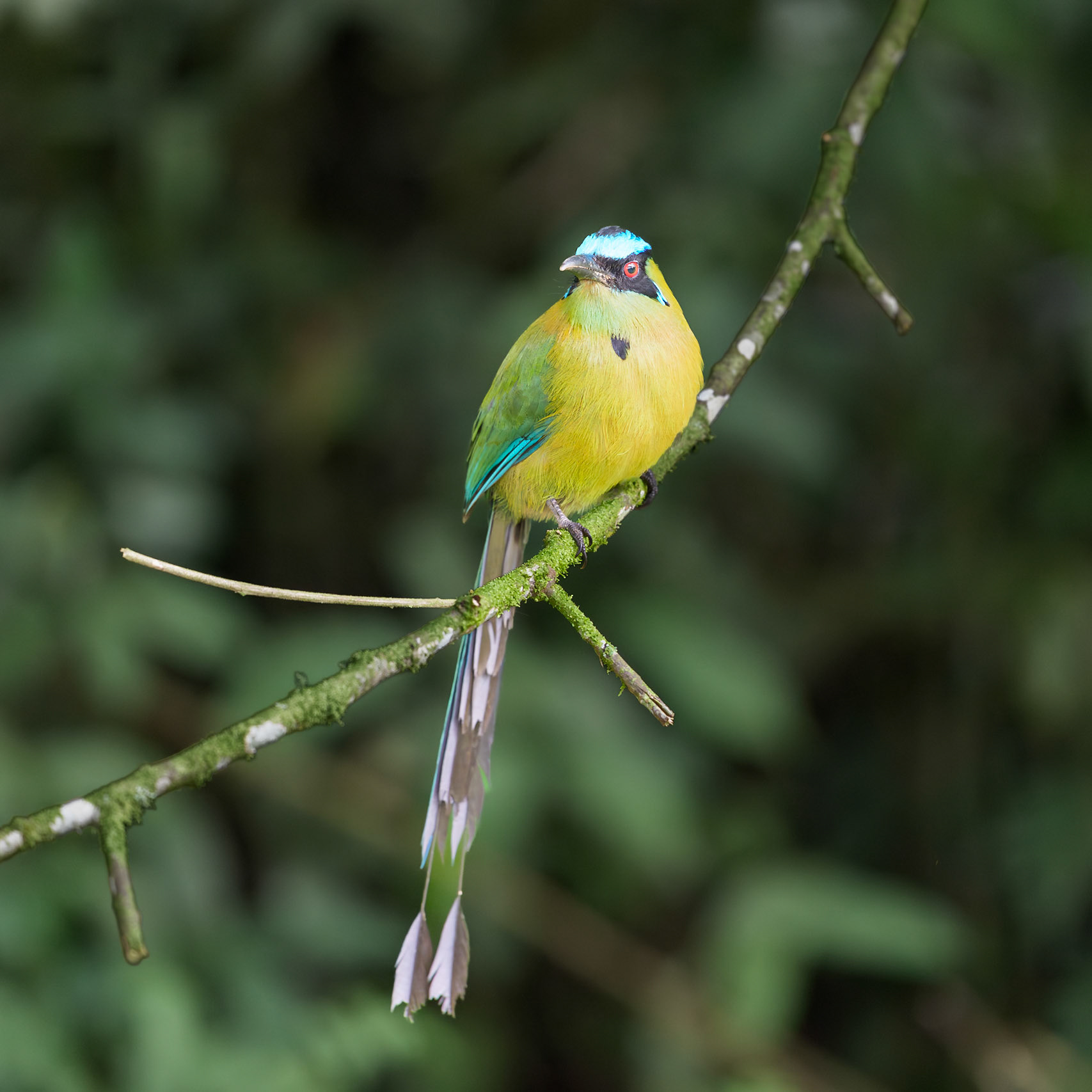 Whooping Motmot