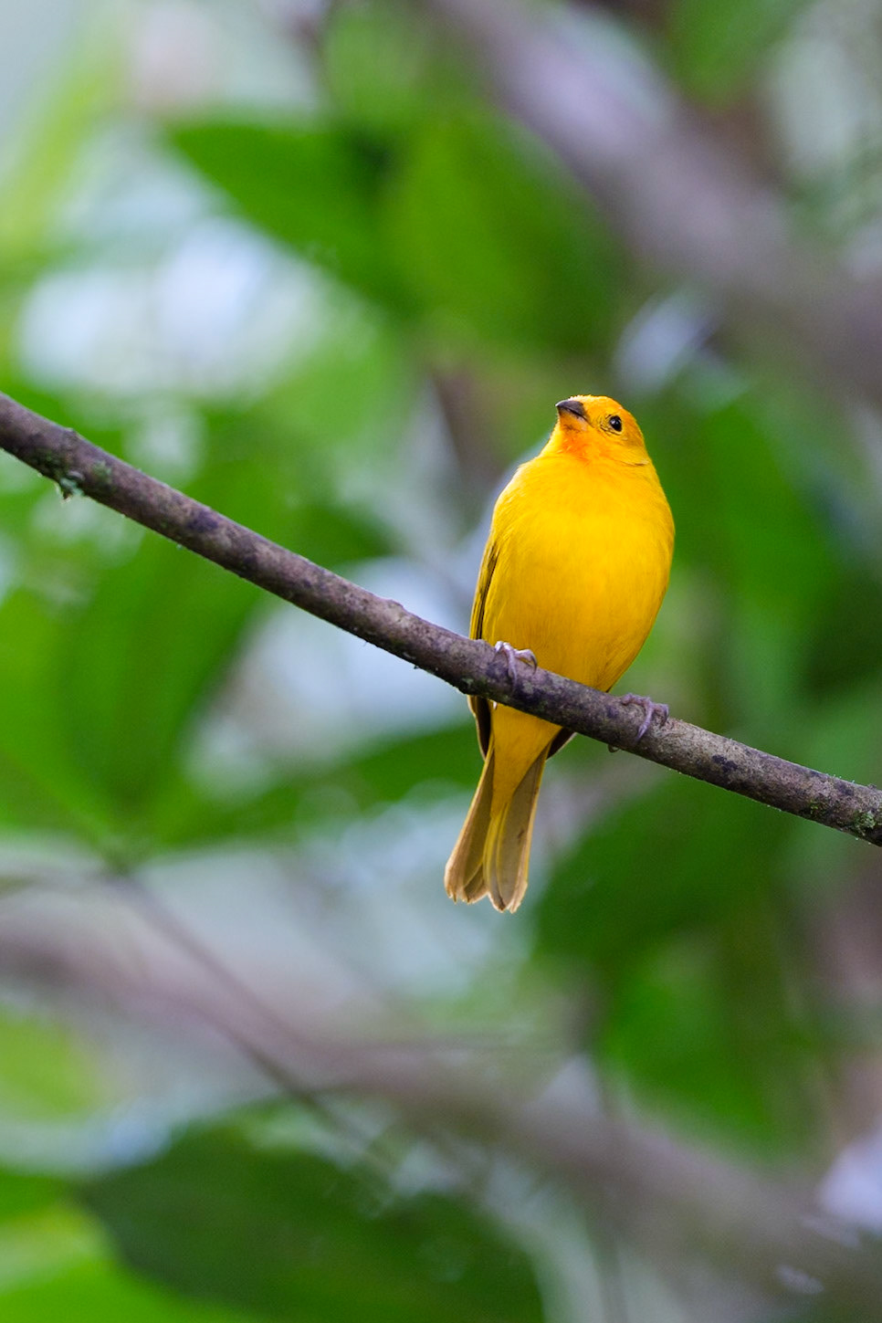 Saffron finch