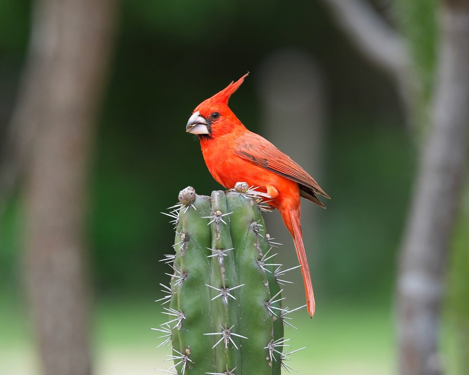 Vermilion Cardinal