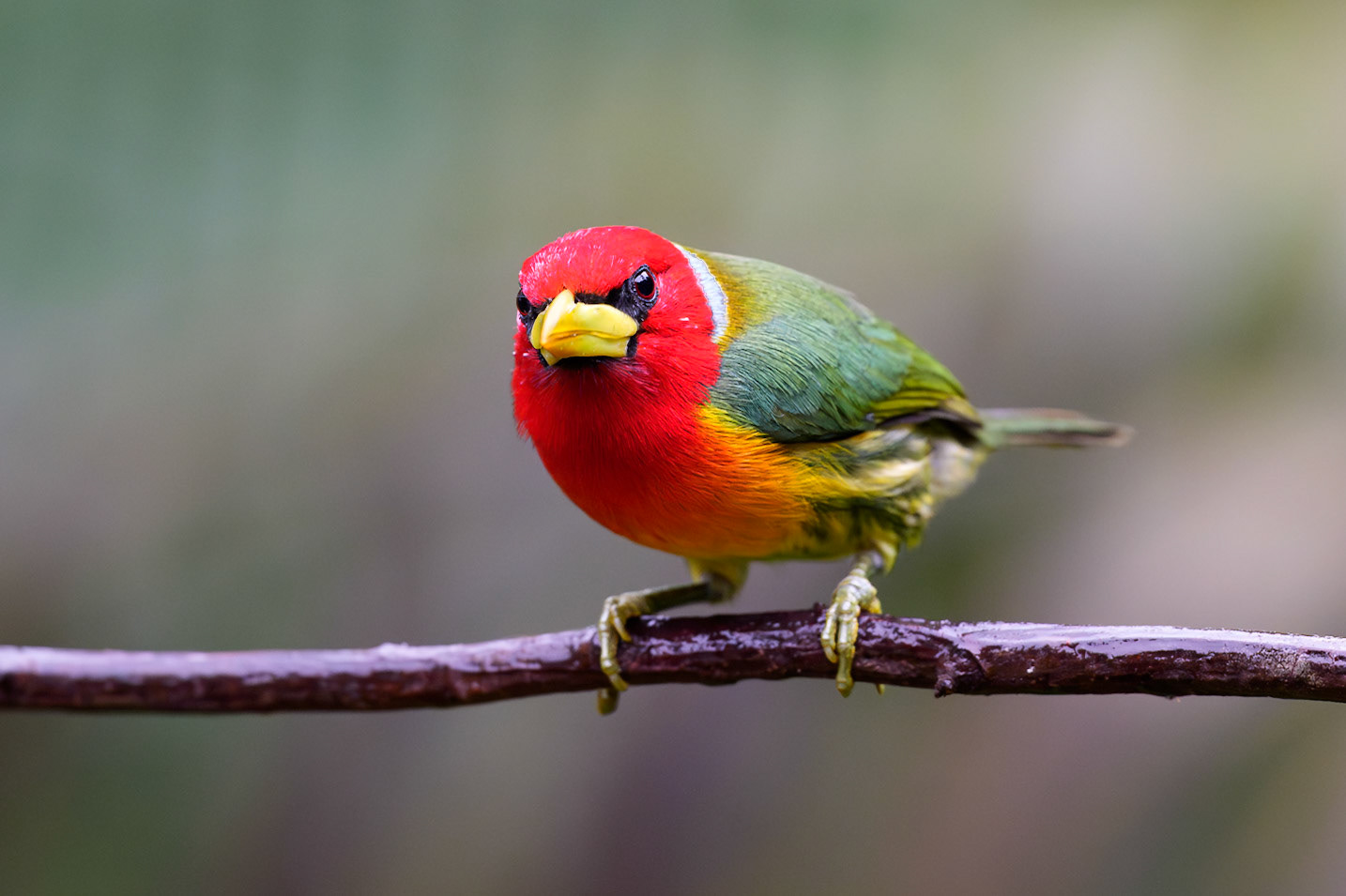 Red-headed barbet