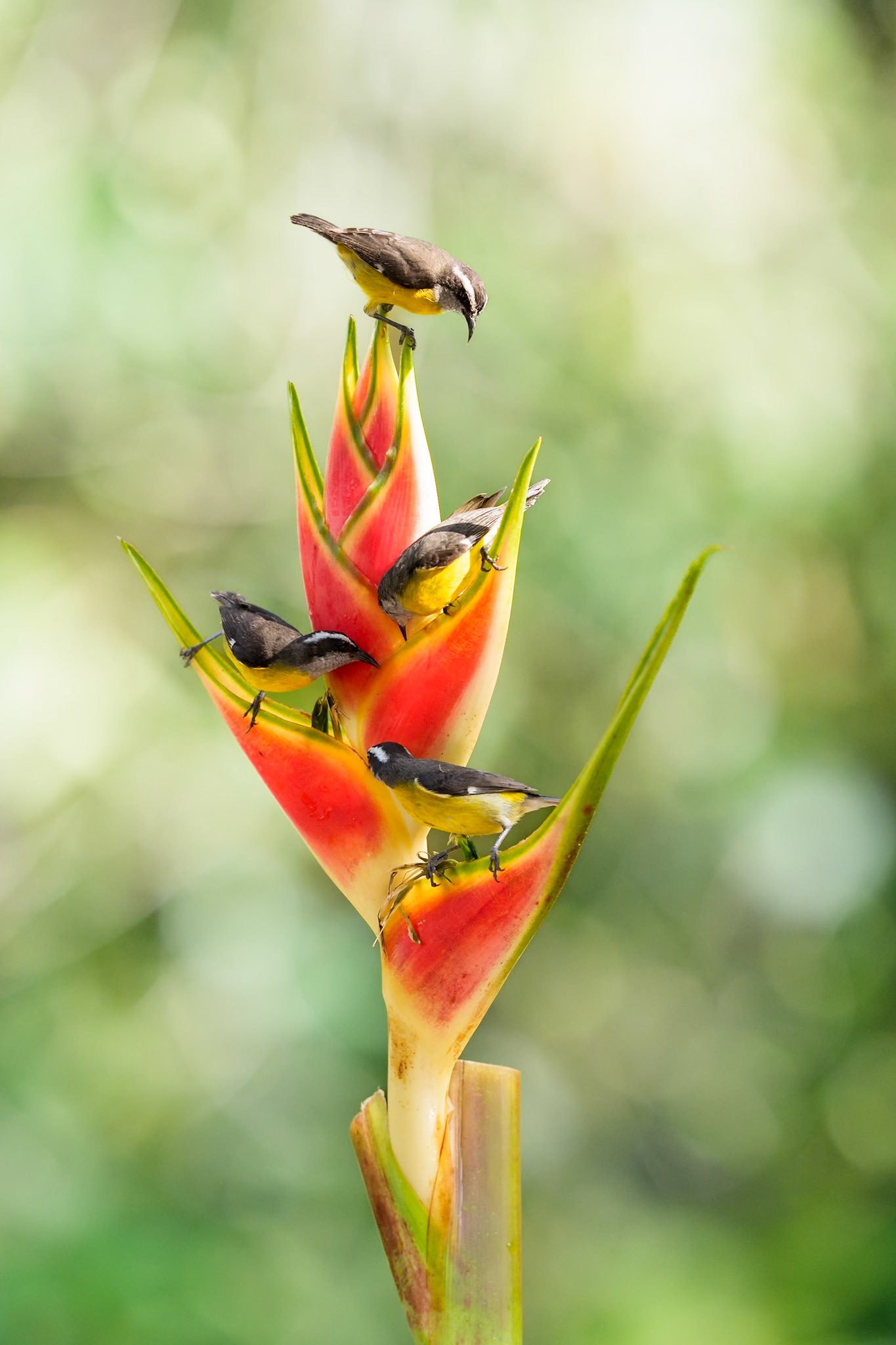 Great Kiskadee