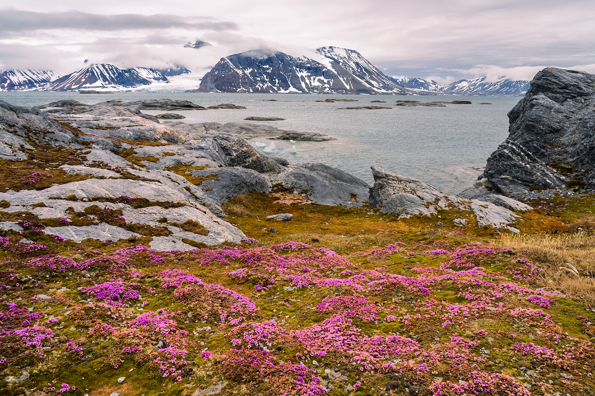 Wildflowers at Gnalodden