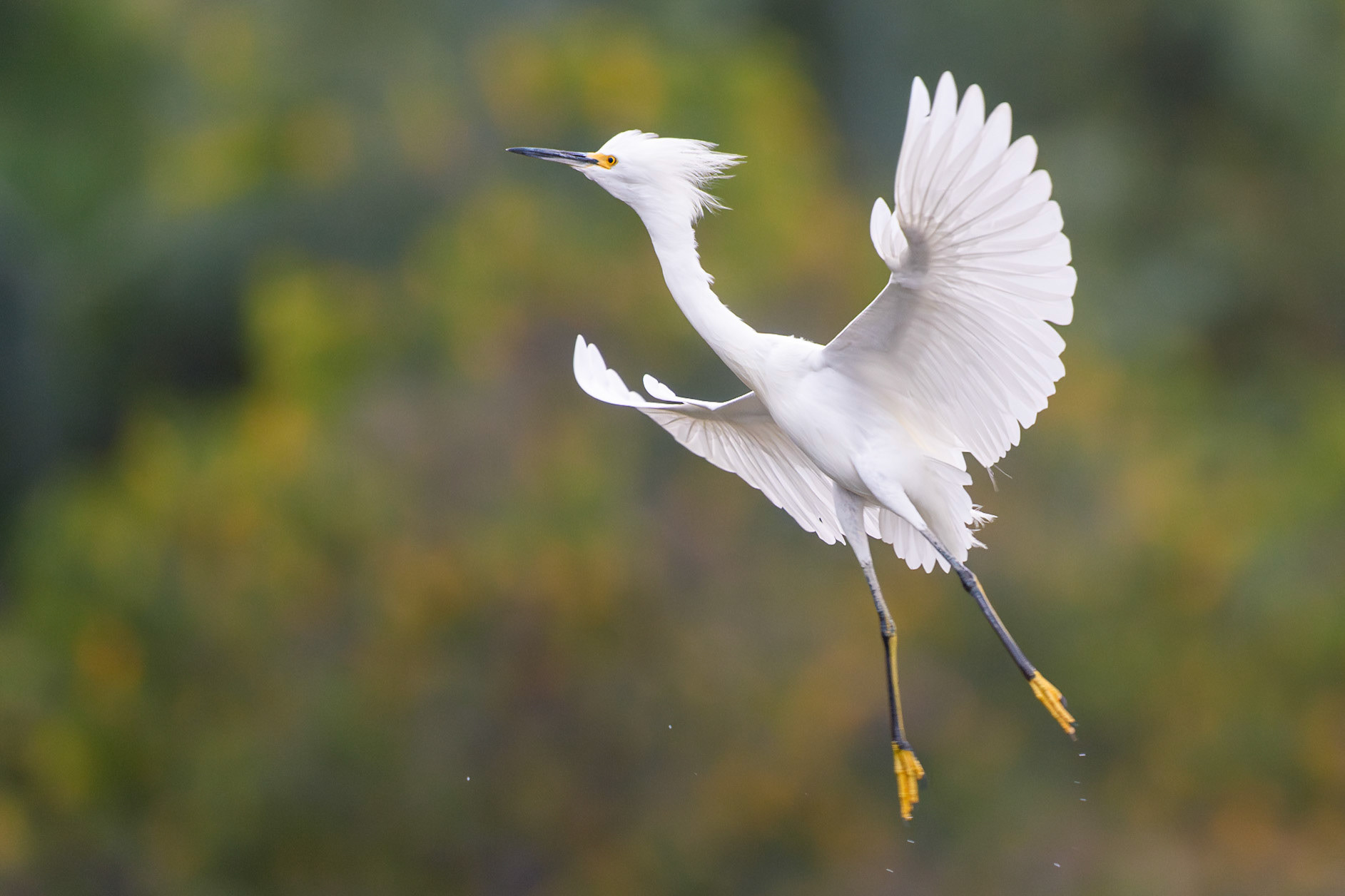 Snowy Egret
