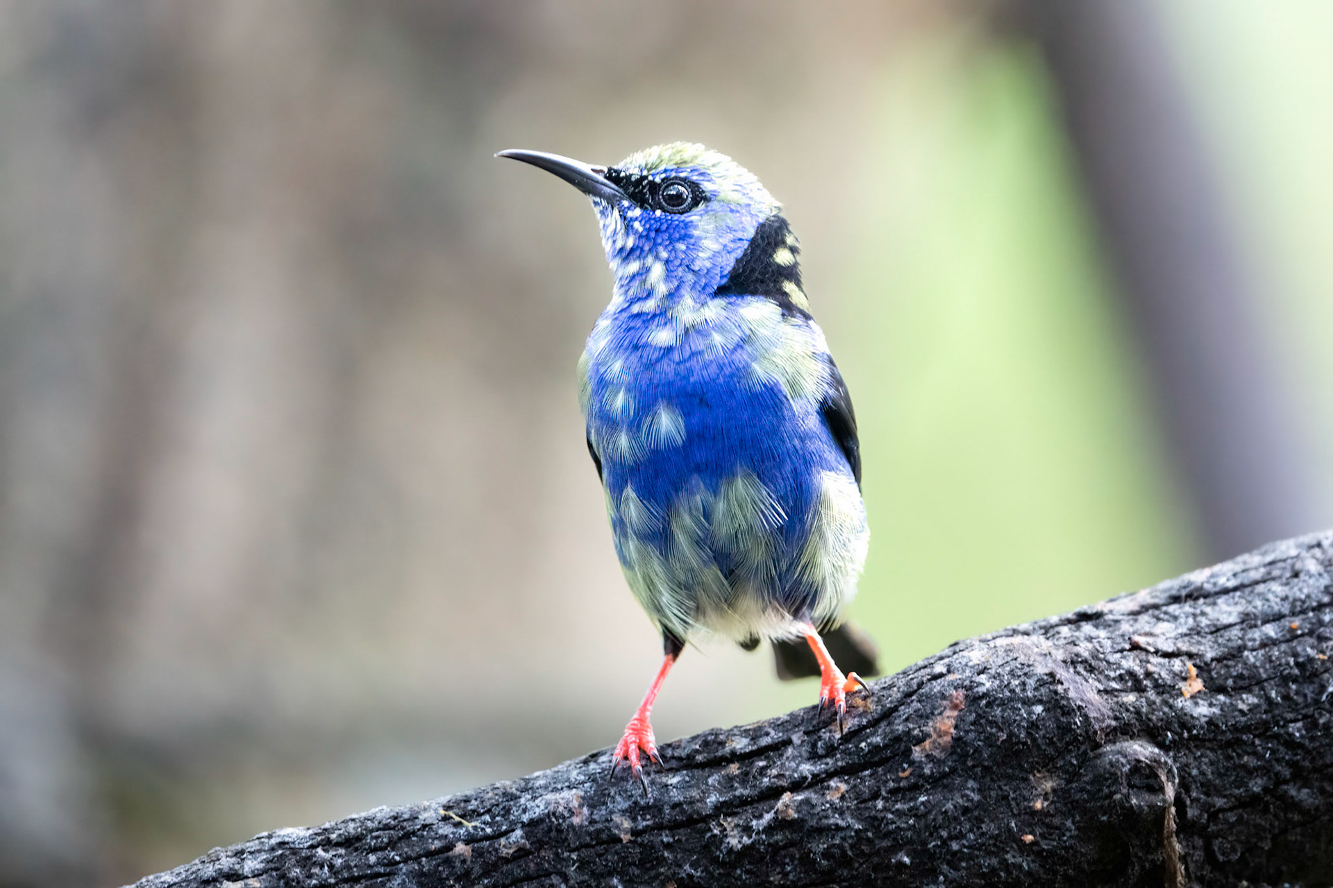 Red-legged honeycreeper