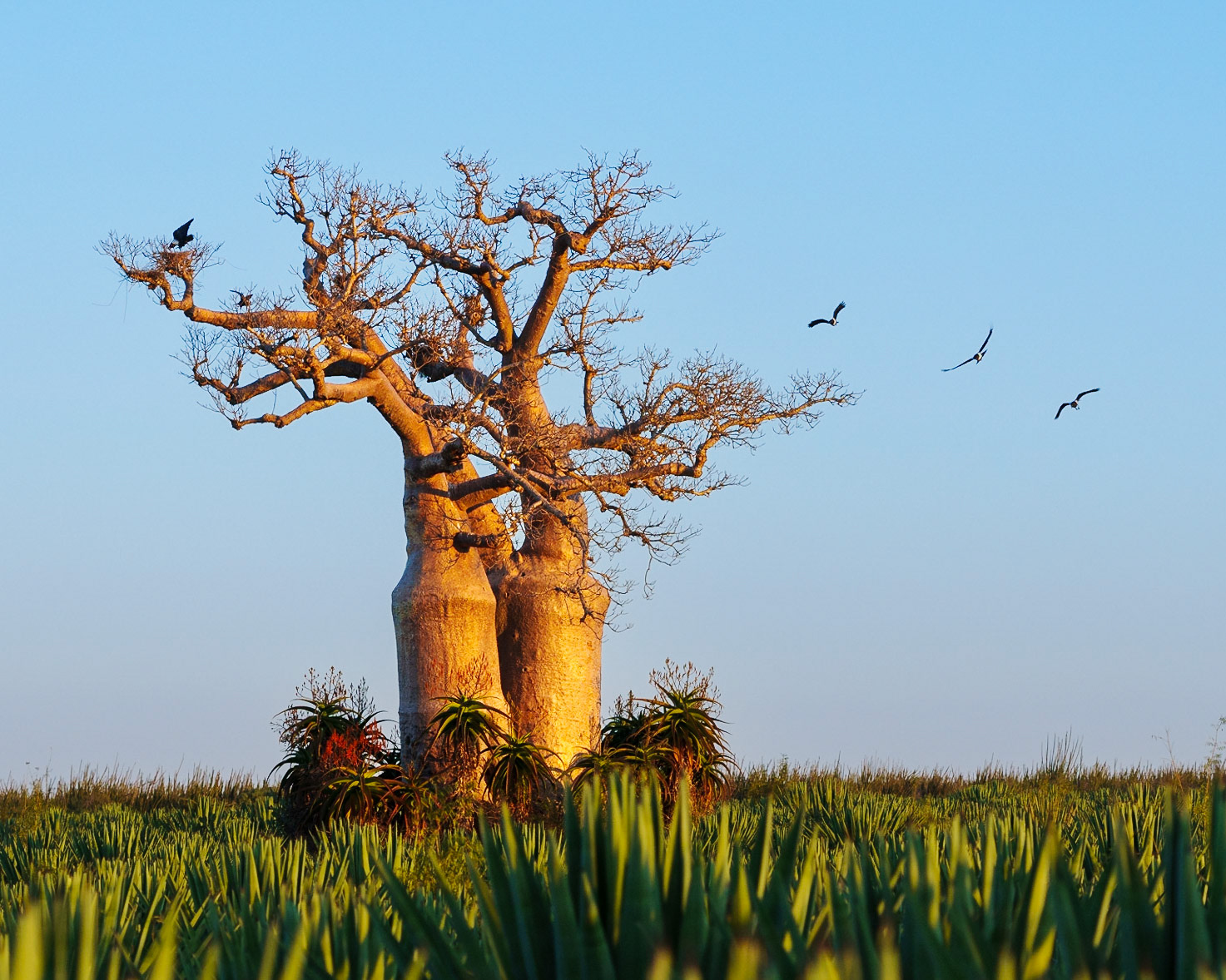 Birds Around a Baobab