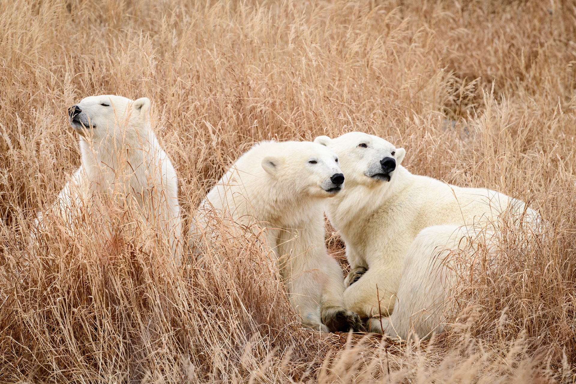 Polar Bear Family