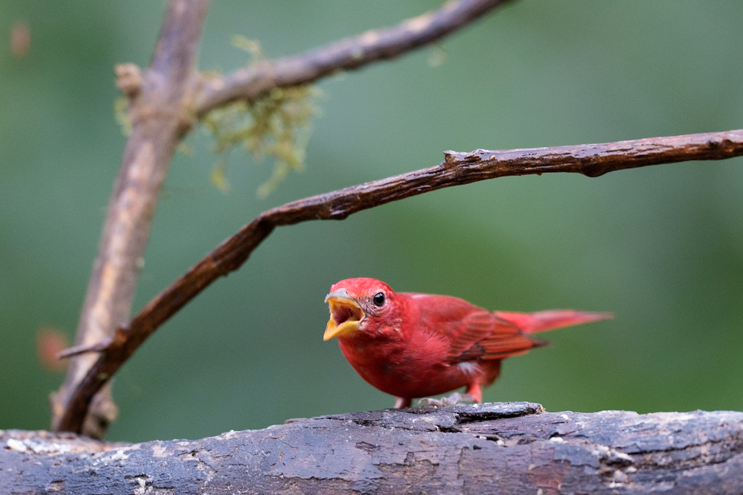 Summer Tanager