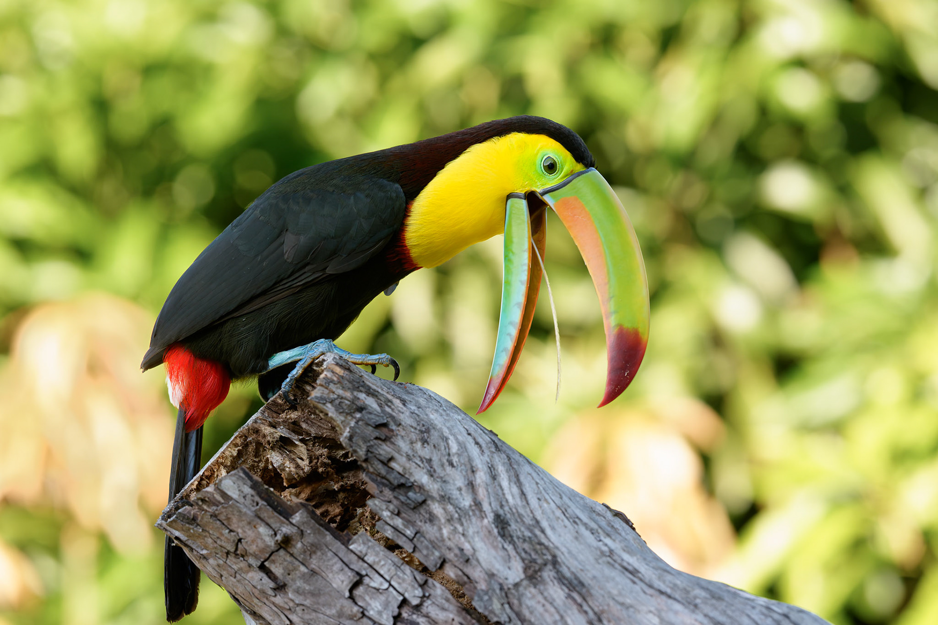 Keel-Billed Toucan