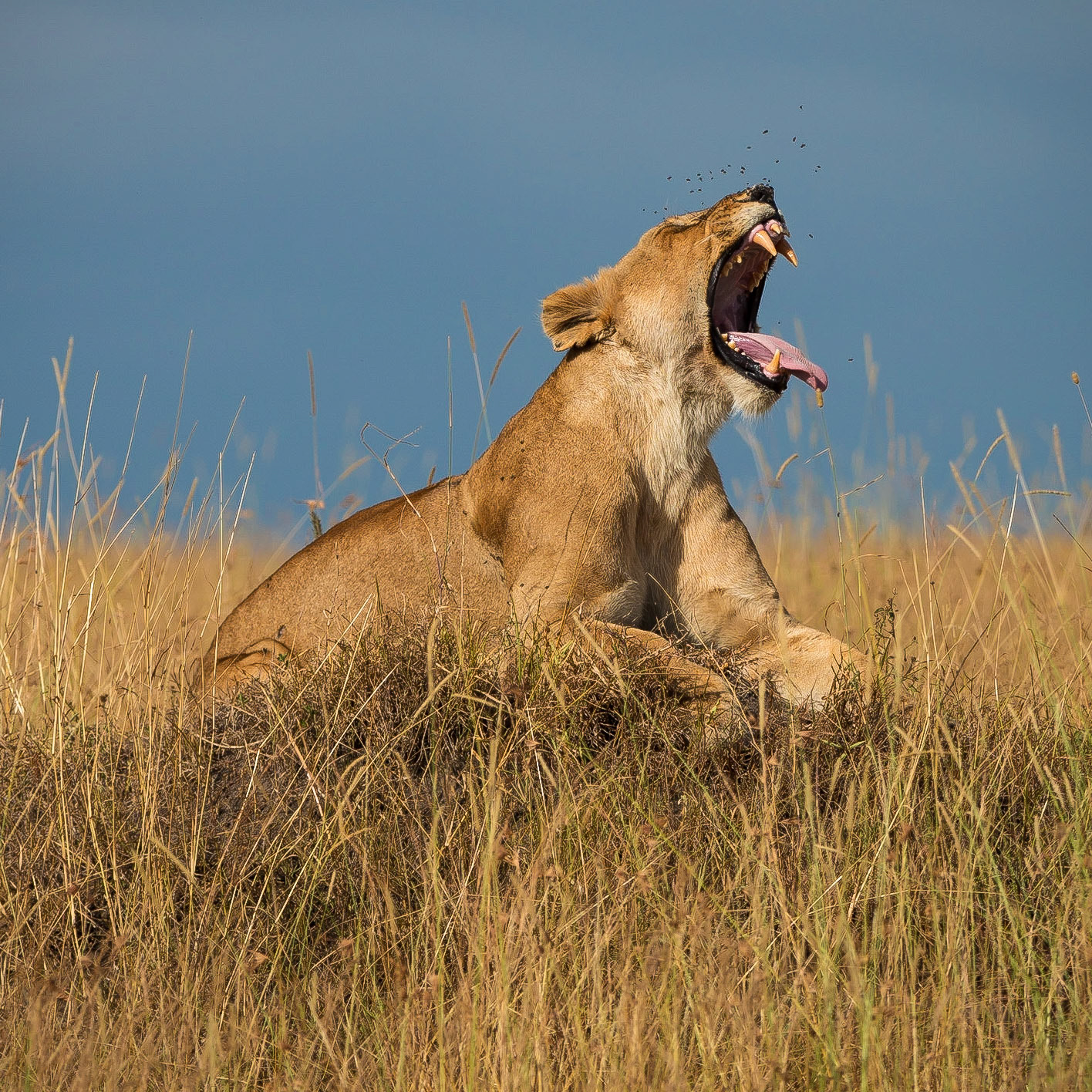 Lioness