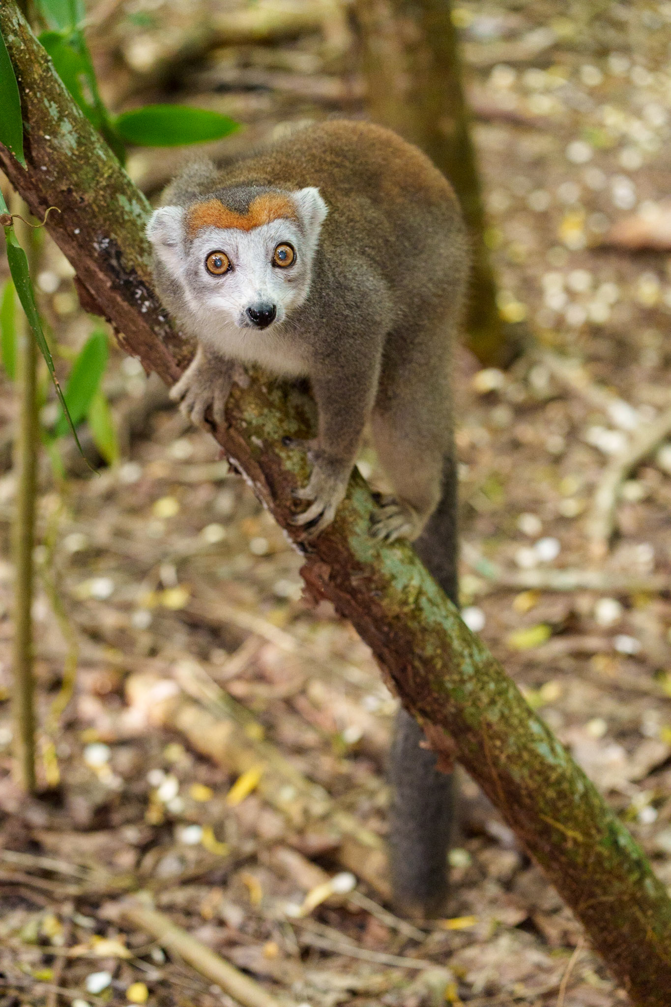 White Froted Brown Lemur