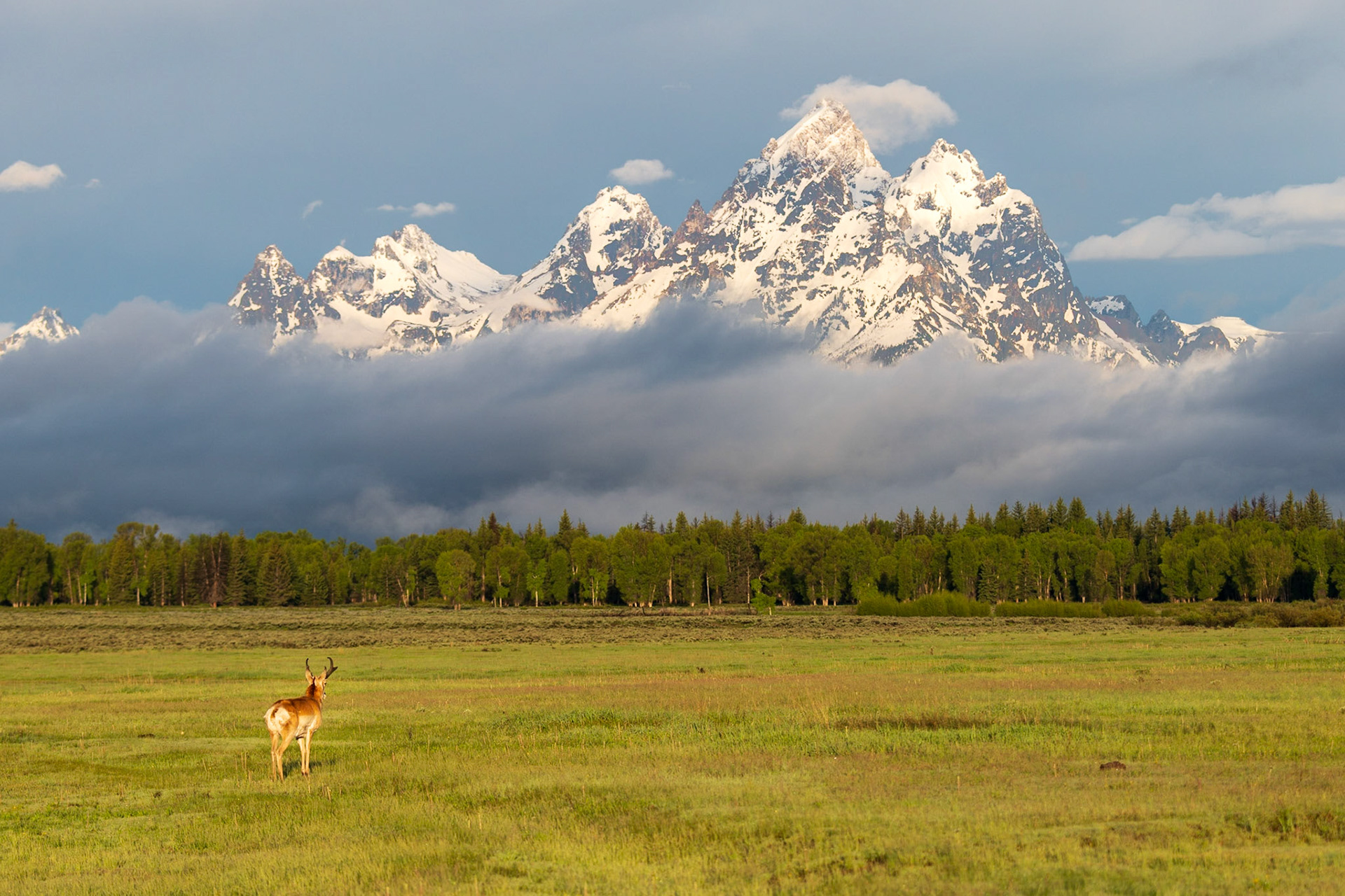 Pronghorn Contemplation