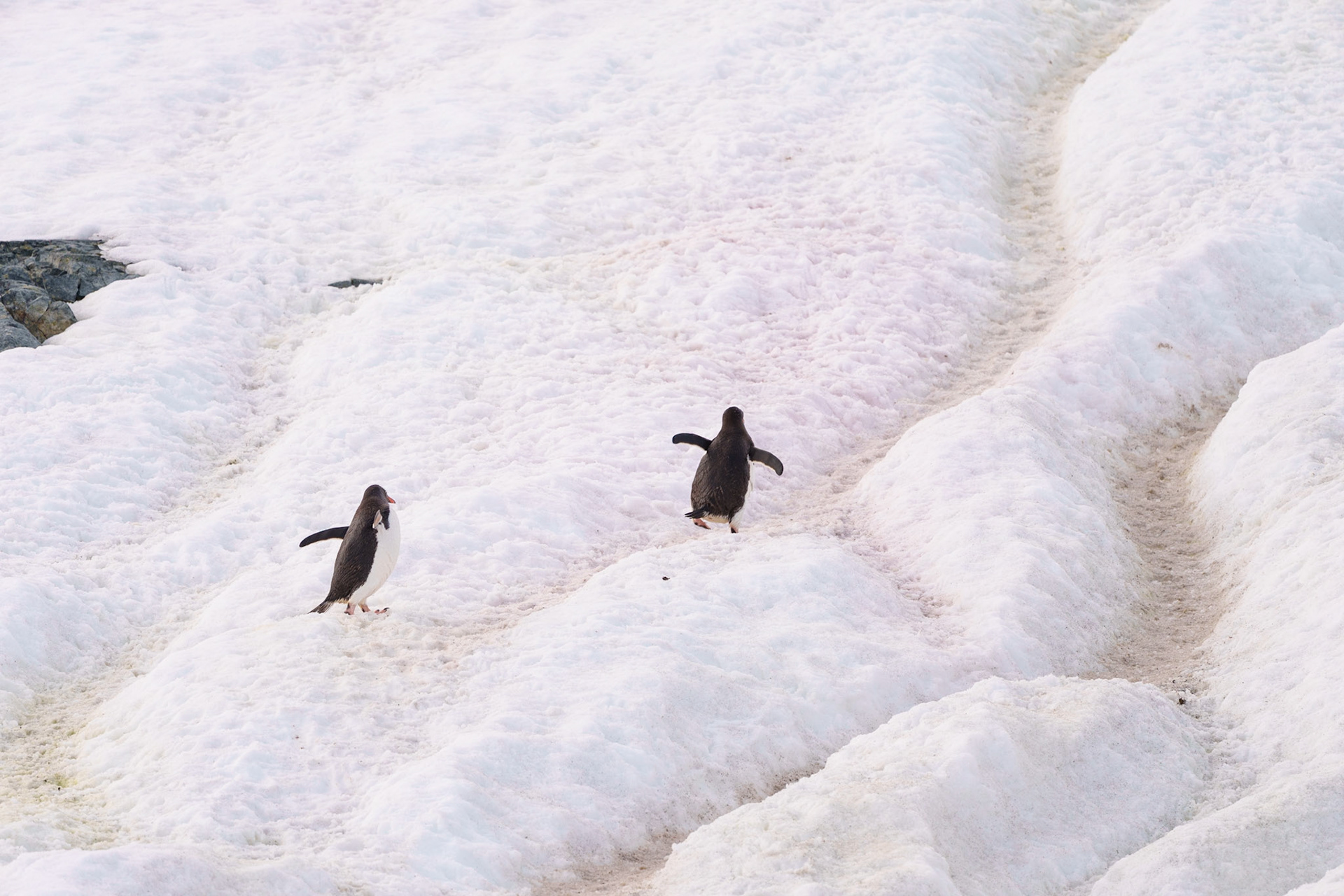 Penguin Highway