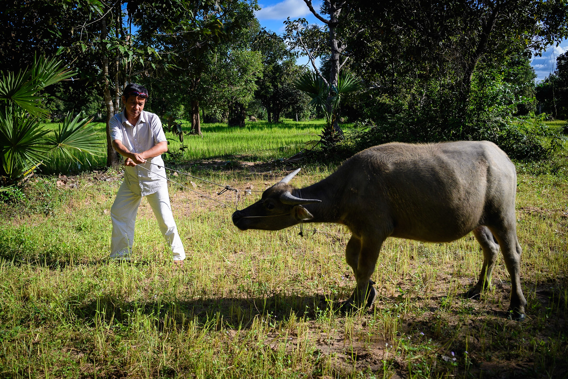 The Boy and the Buffalo