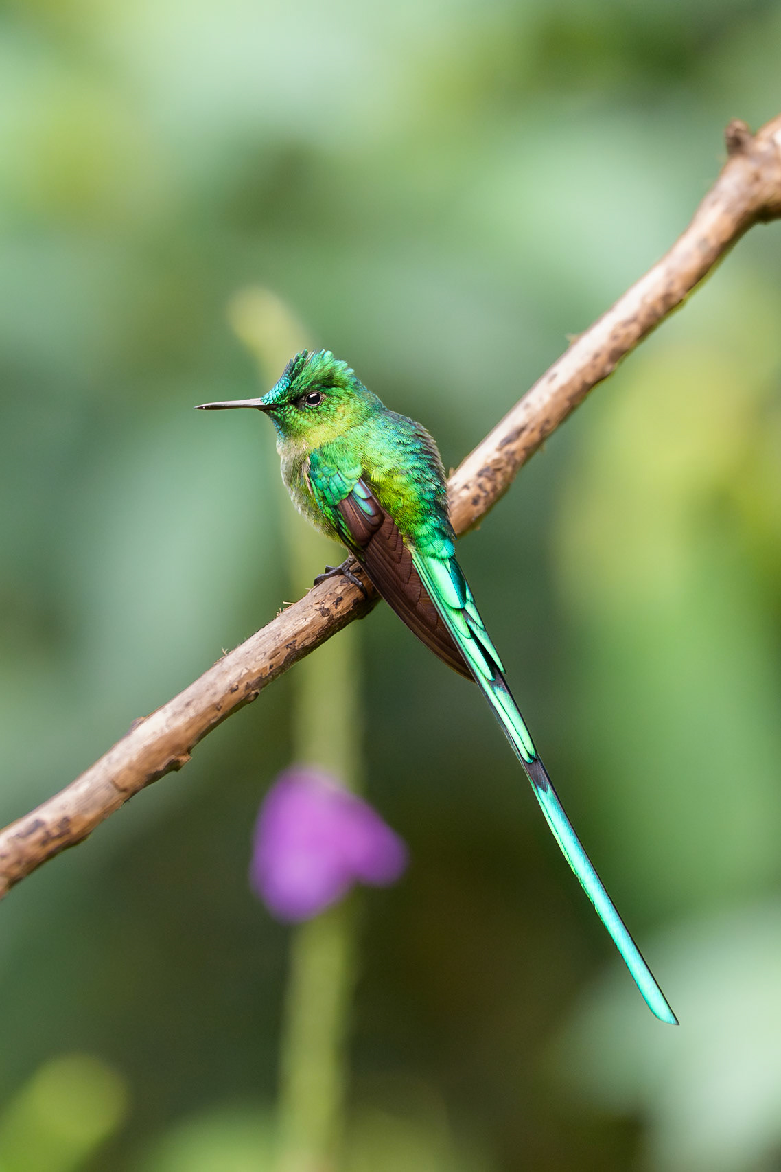 Long-Tailed Sylph