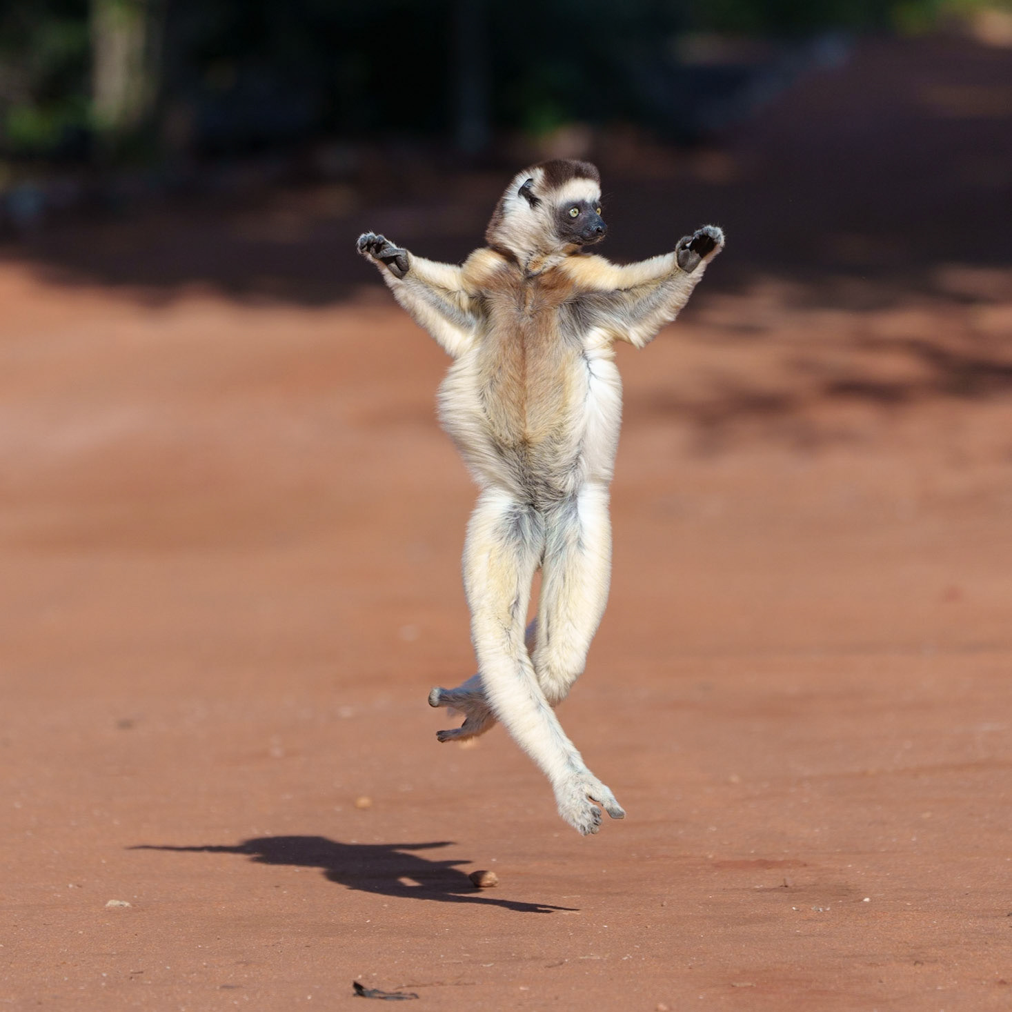 Dancing Verreaux's Sifaka