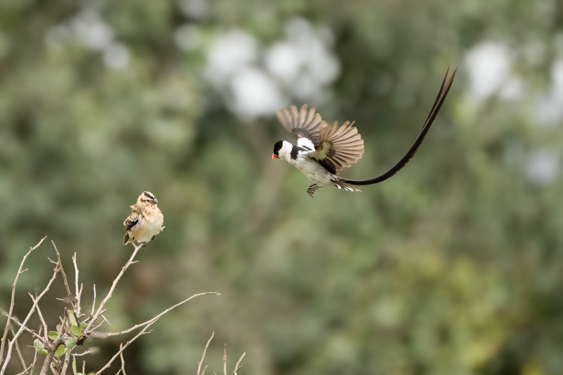 Courtship