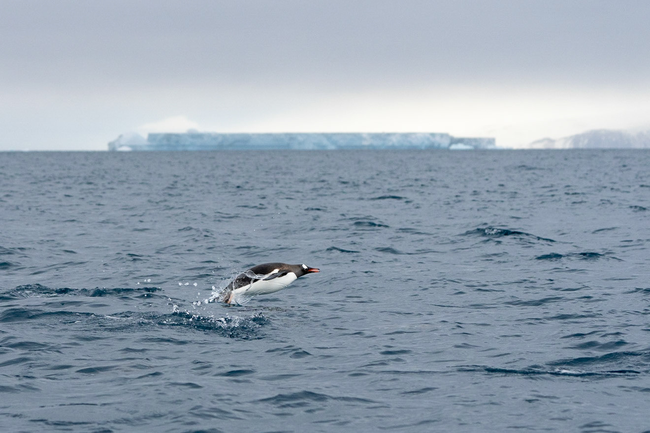 Penguin Porpoising