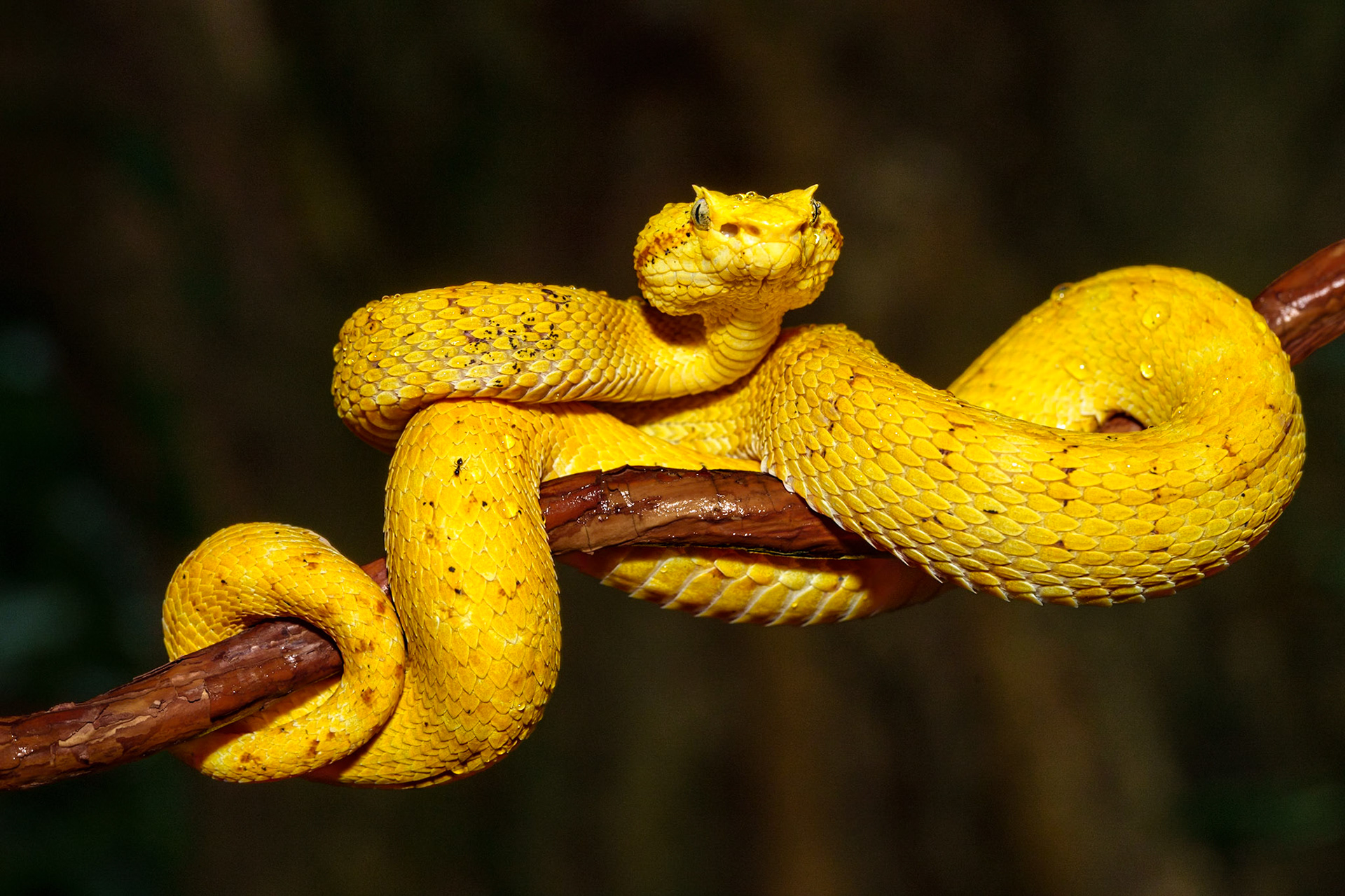 Coiled Intent