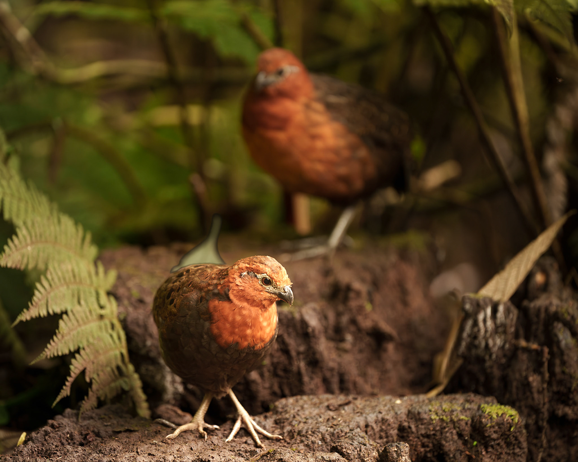 Chestnut Wood-Quail