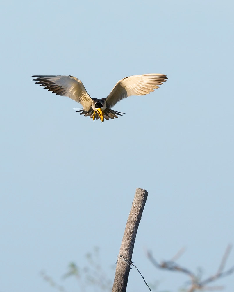 Large Billed Tern