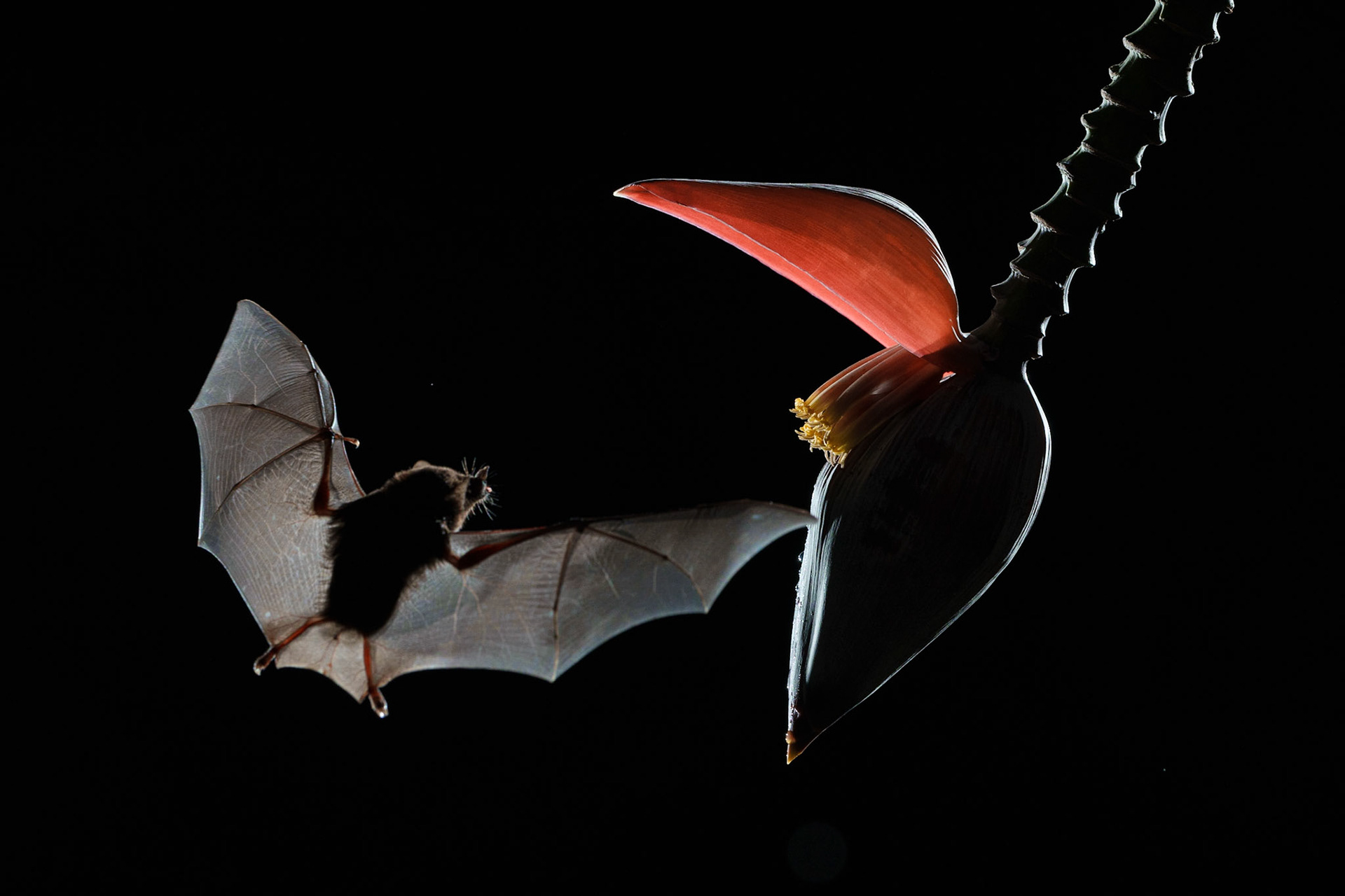 Geoffroy's tailless bat