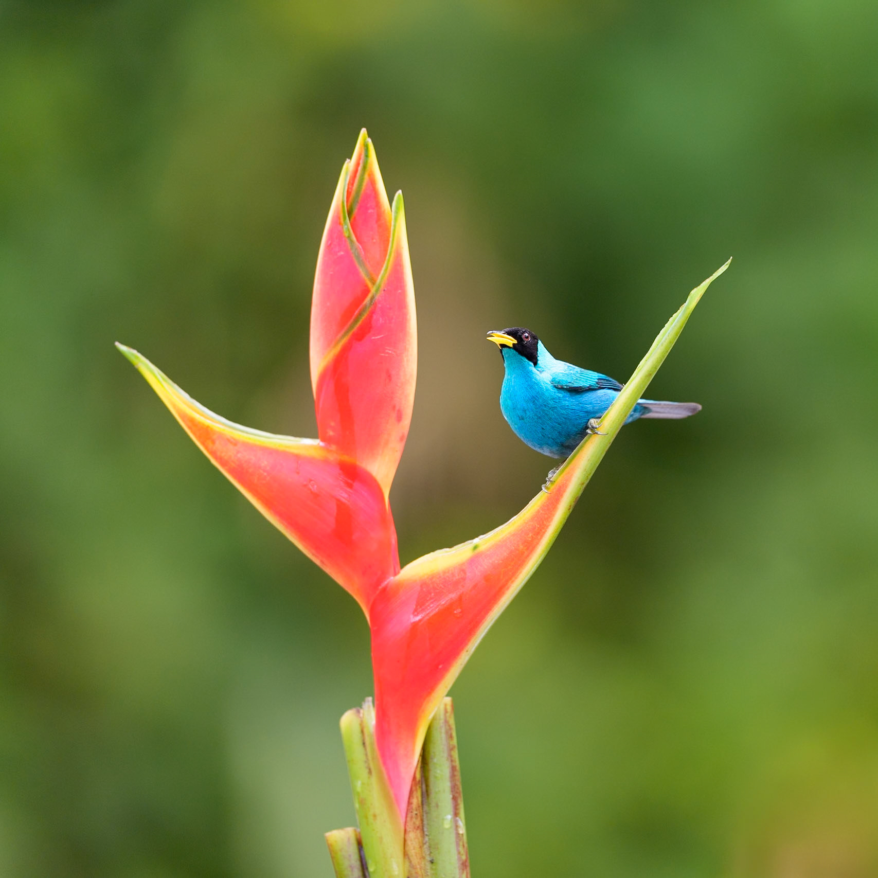 Green Honeycreeper (female)