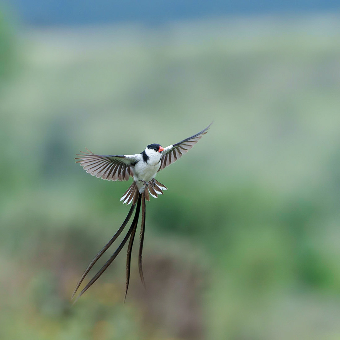 Pin-tailed whydah