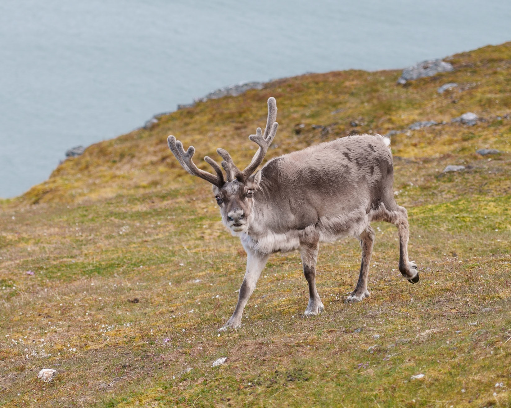 Svalbard reindeer