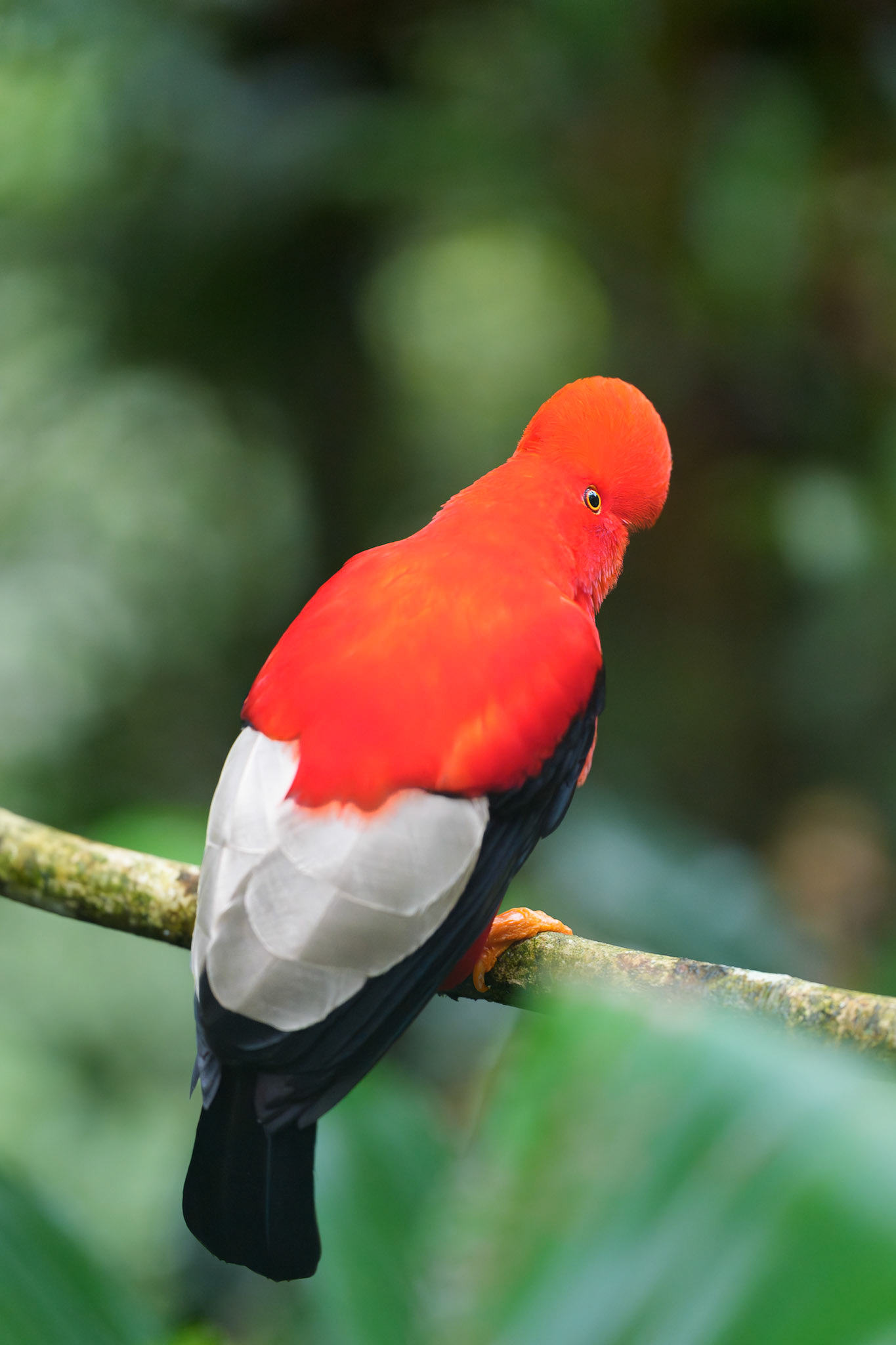 Andean Cock of the Rock