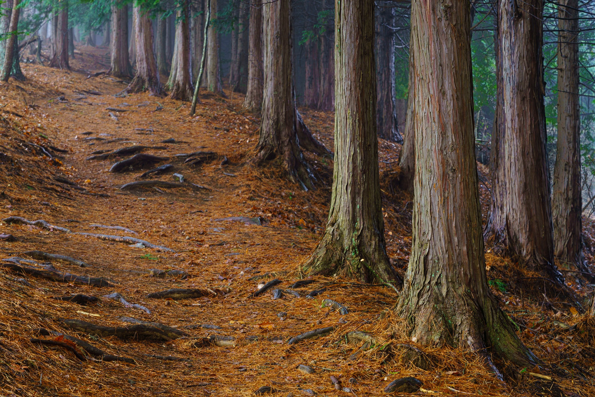 Among the Cedars