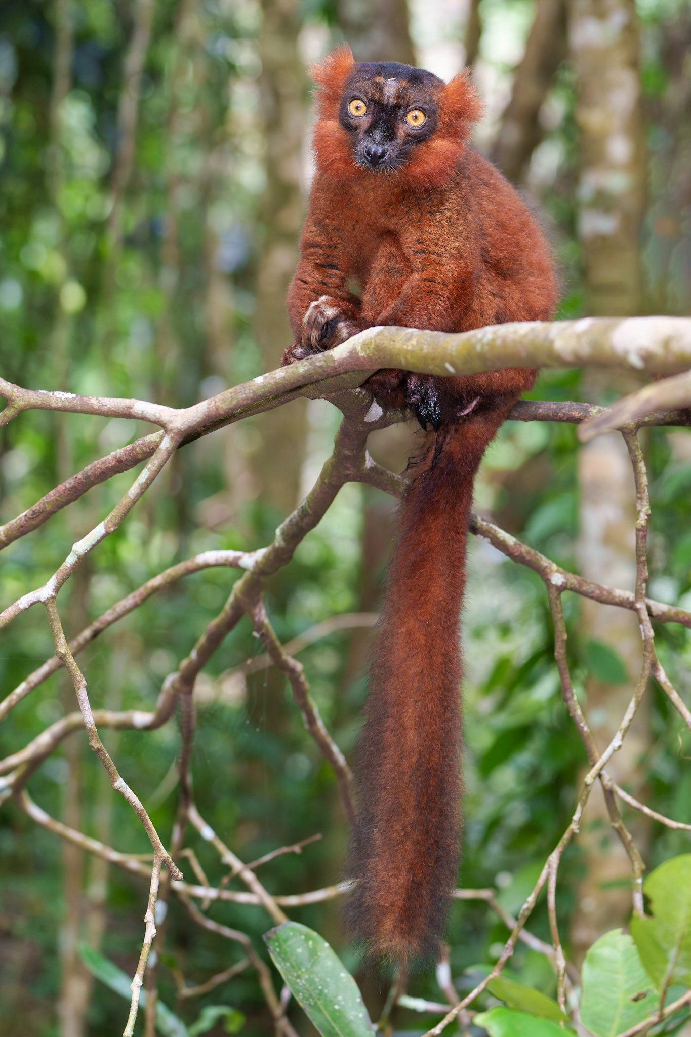 Red Ruffed Lemur