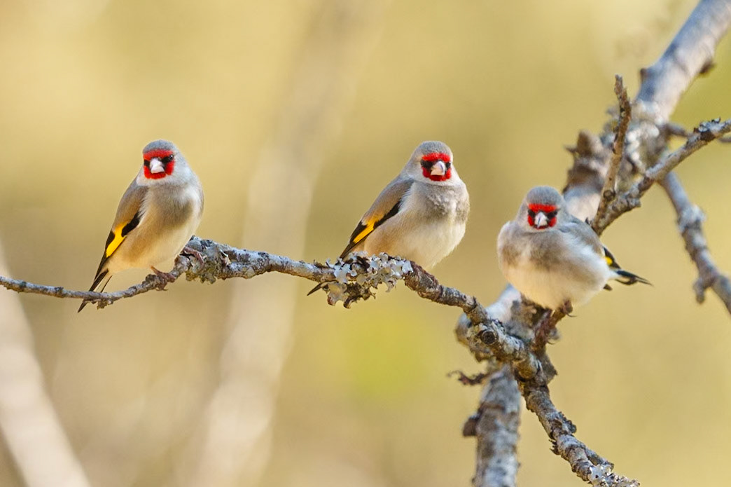 Himalayan Gold Finch