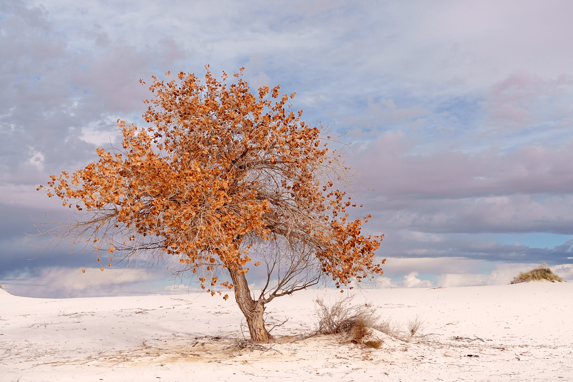 Golden Solitude