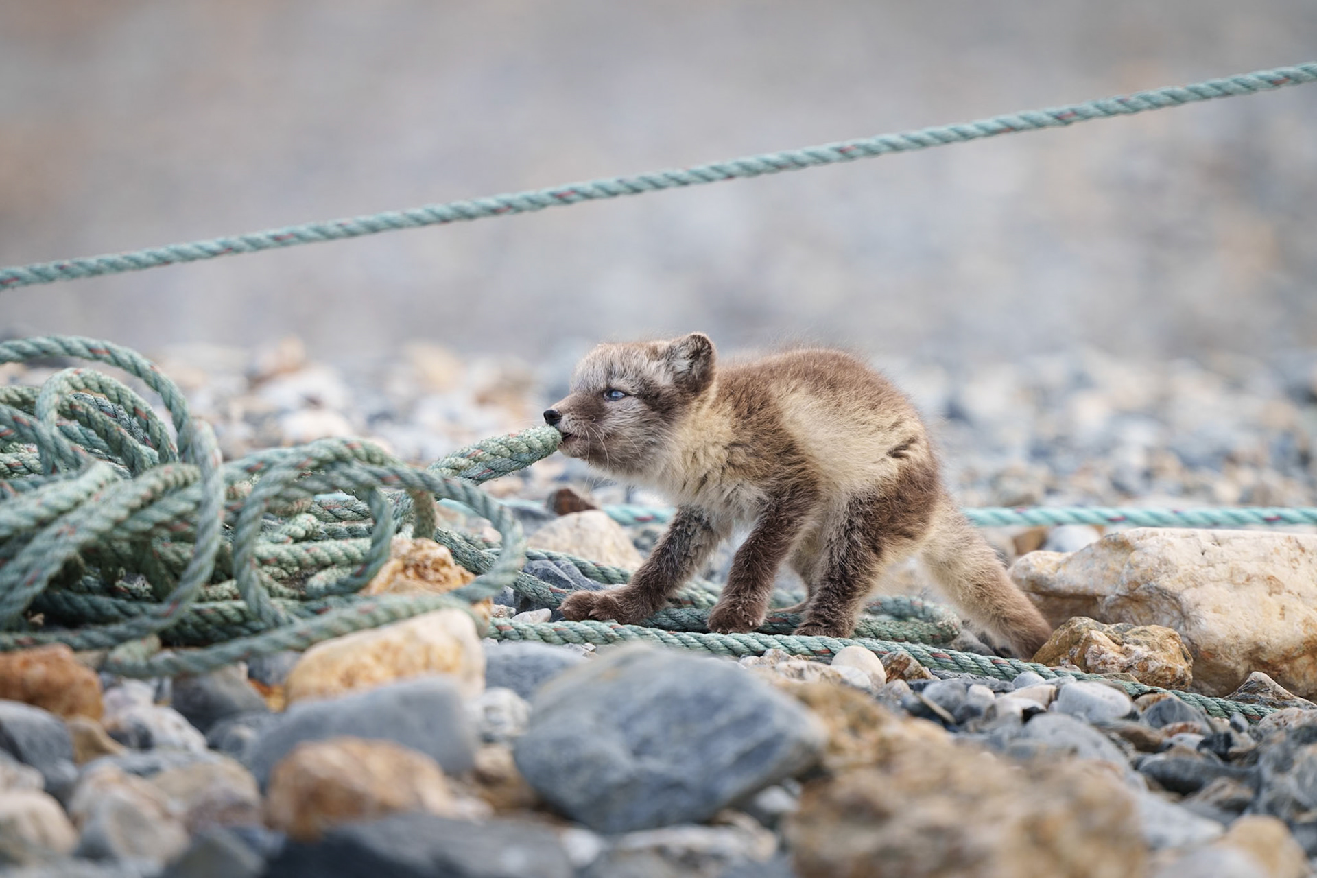Tug of an Arctic Fox