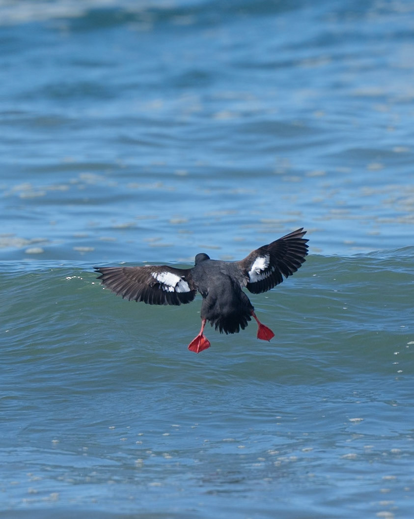 Pigeon Guillemot