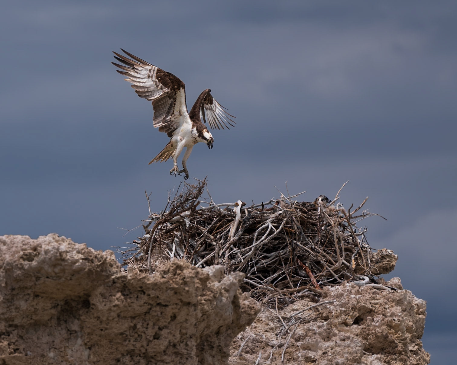 Return to the Nest