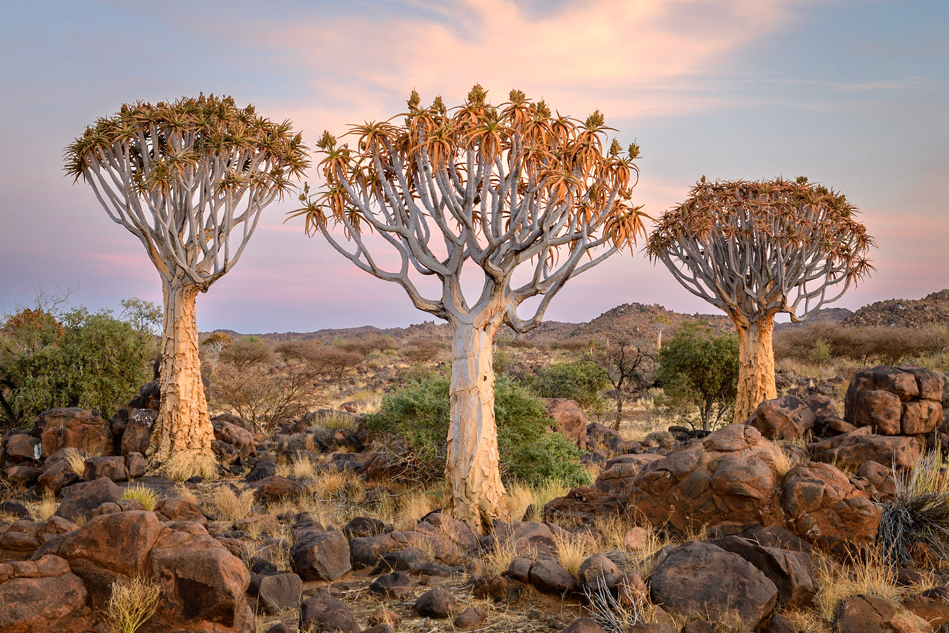 Quiver Tree