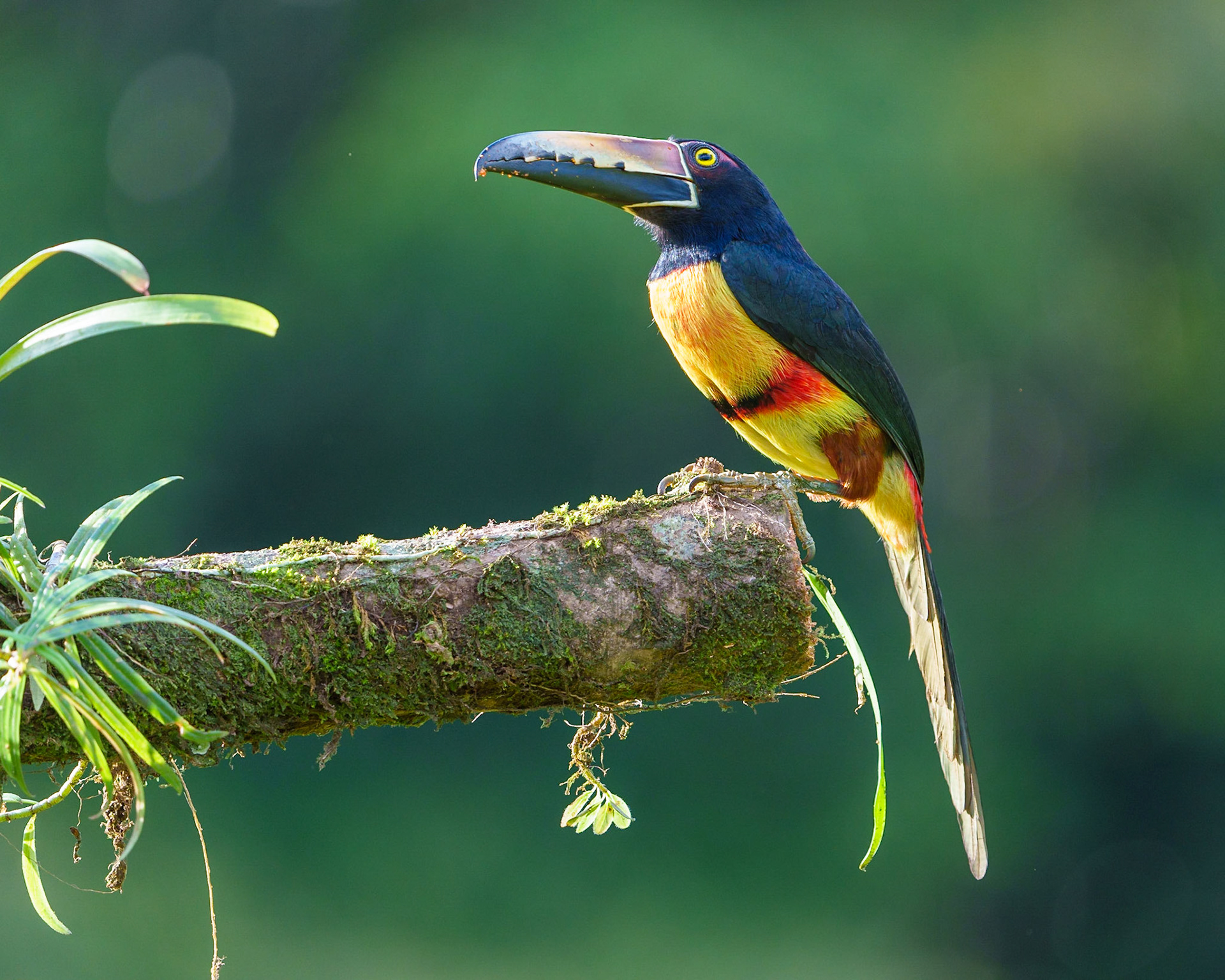 Fiery-billed aracari