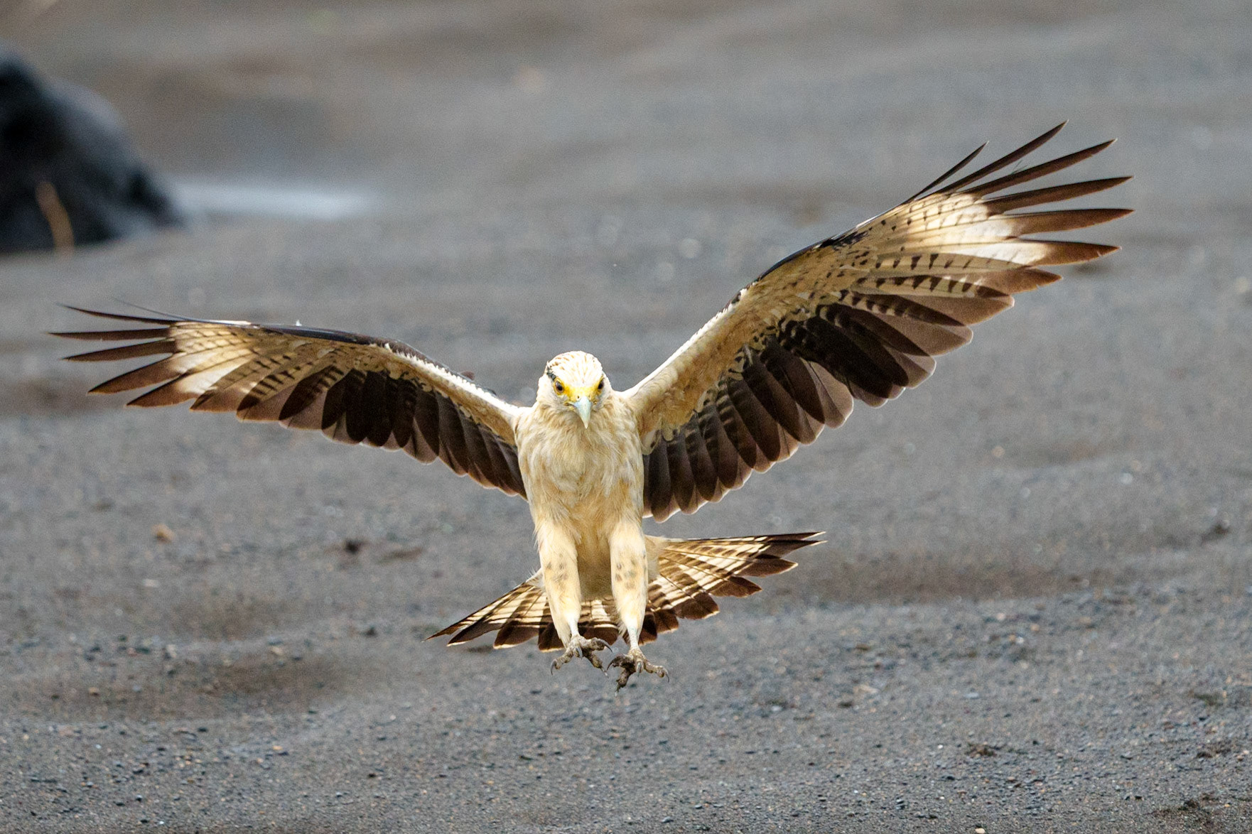 Yellow-headed caracara