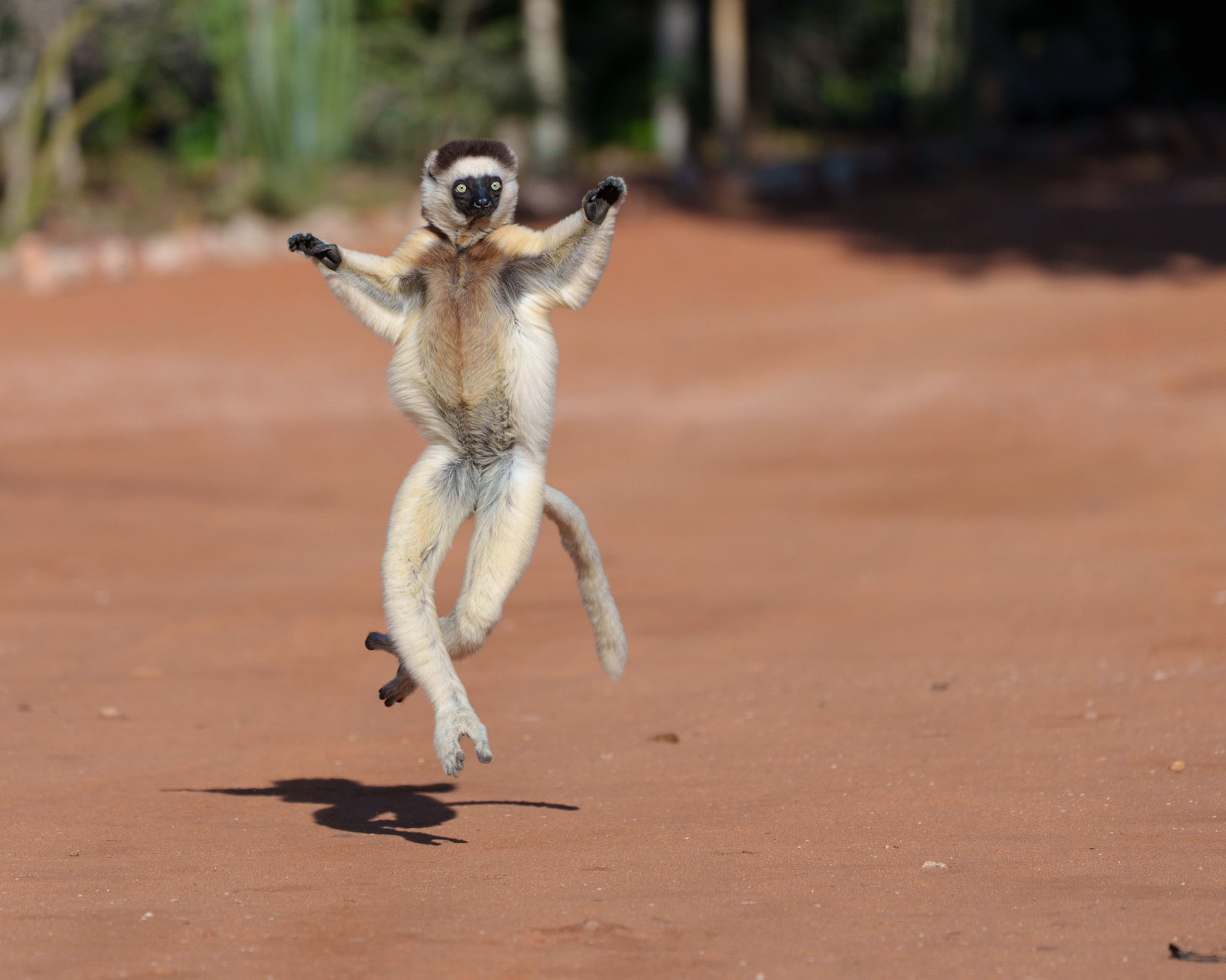 Verreaux's Sifaka