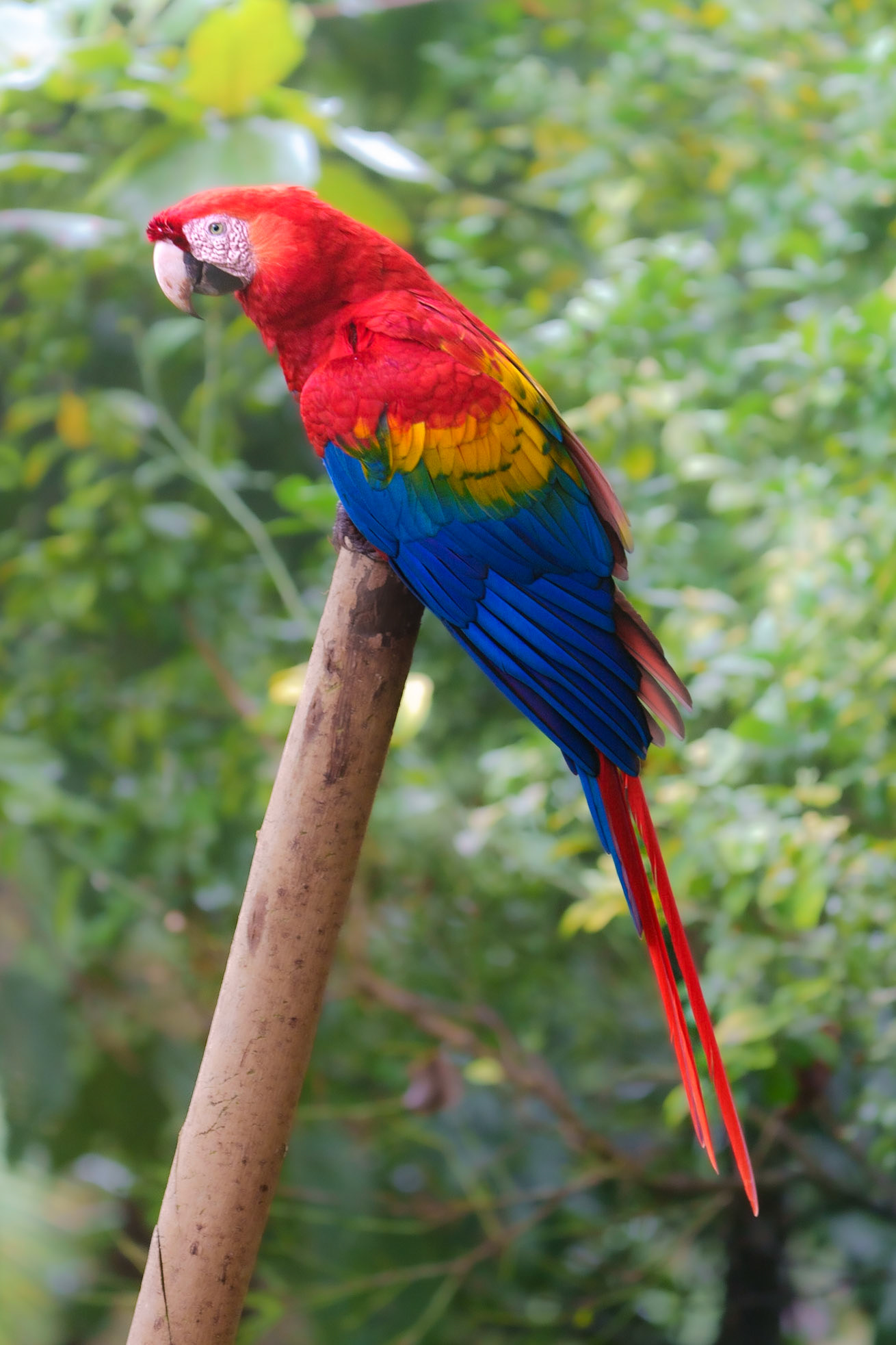 Scarlet Macaw