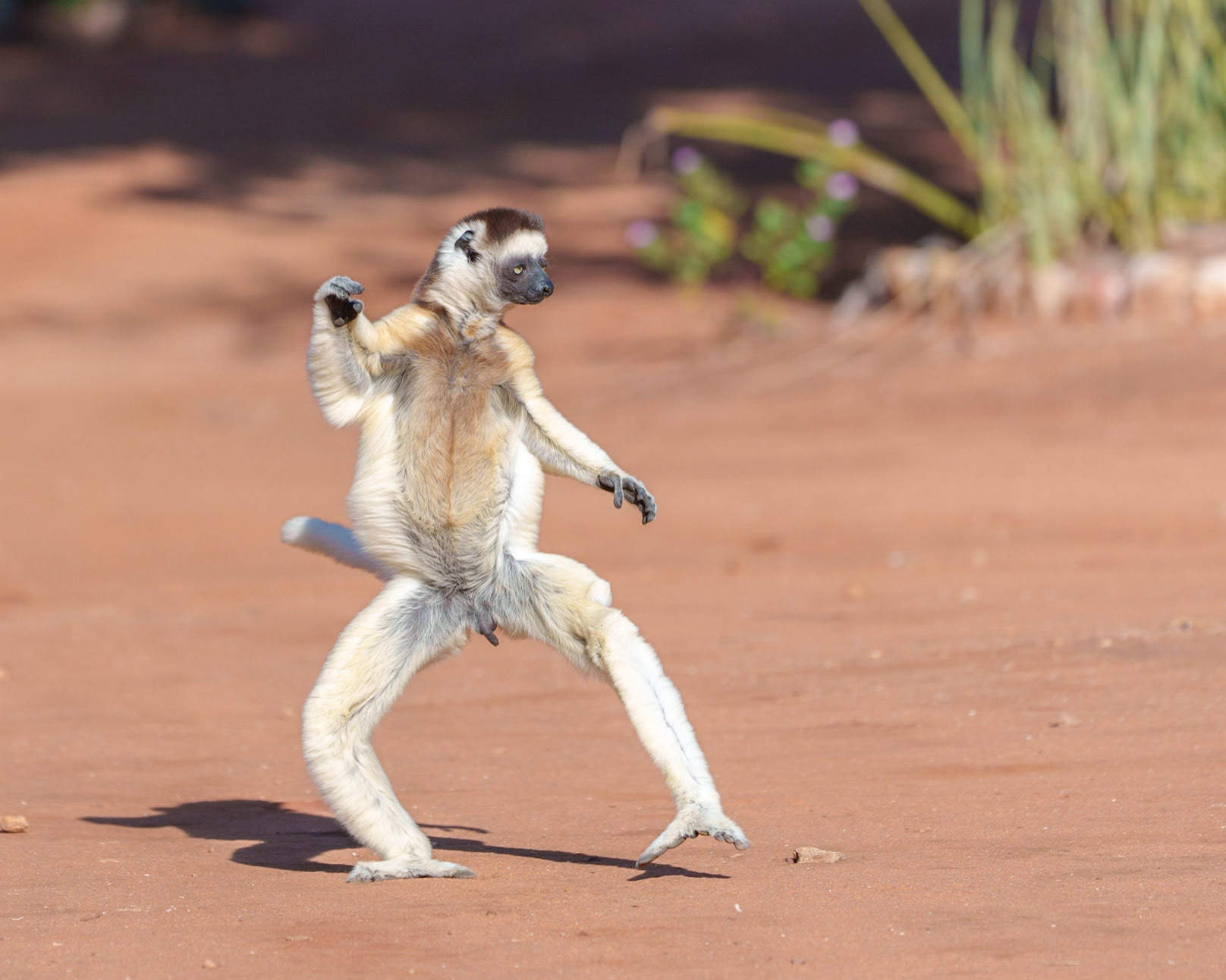 Verreaux's Sifaka