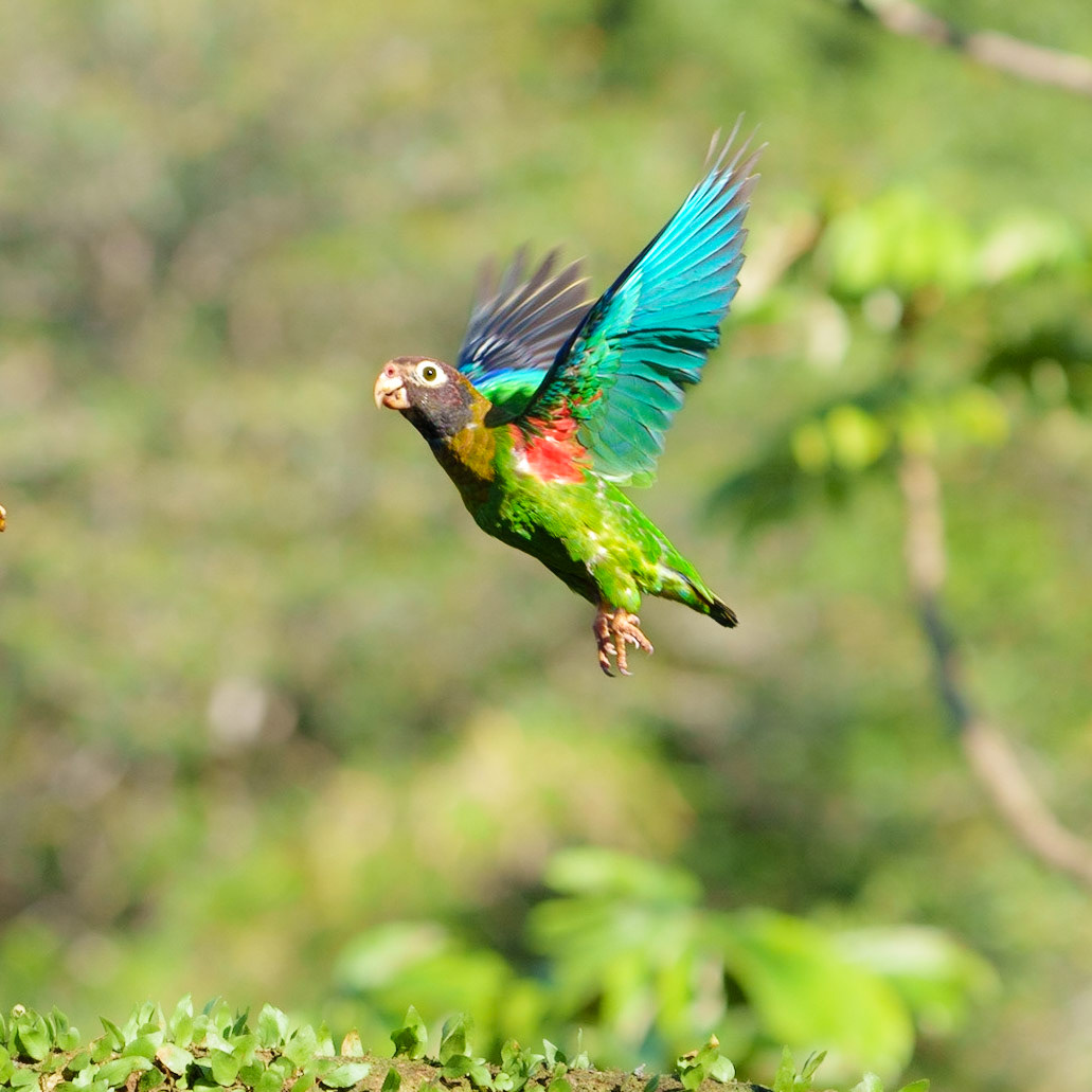 Brown-hooded parrot