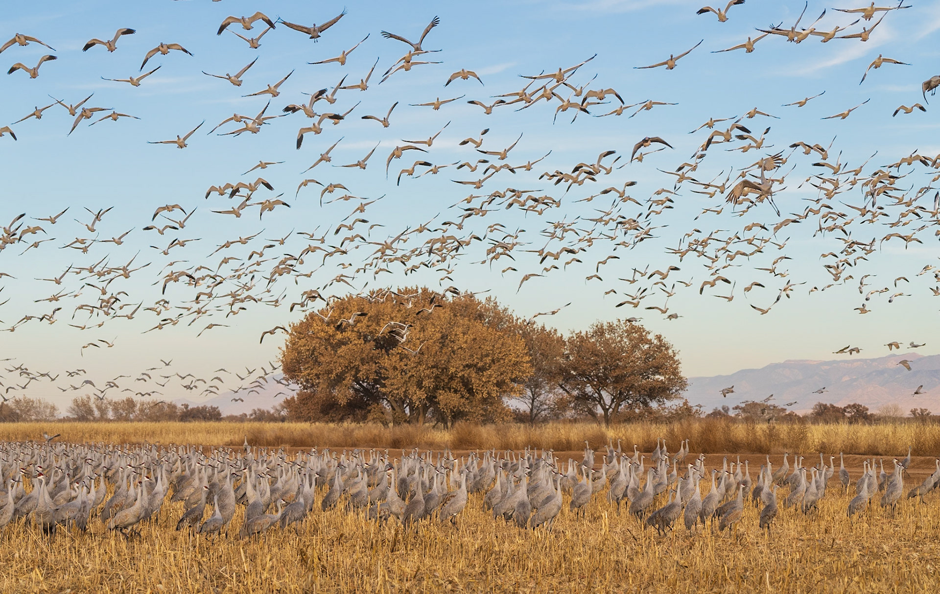 Gathering Wings