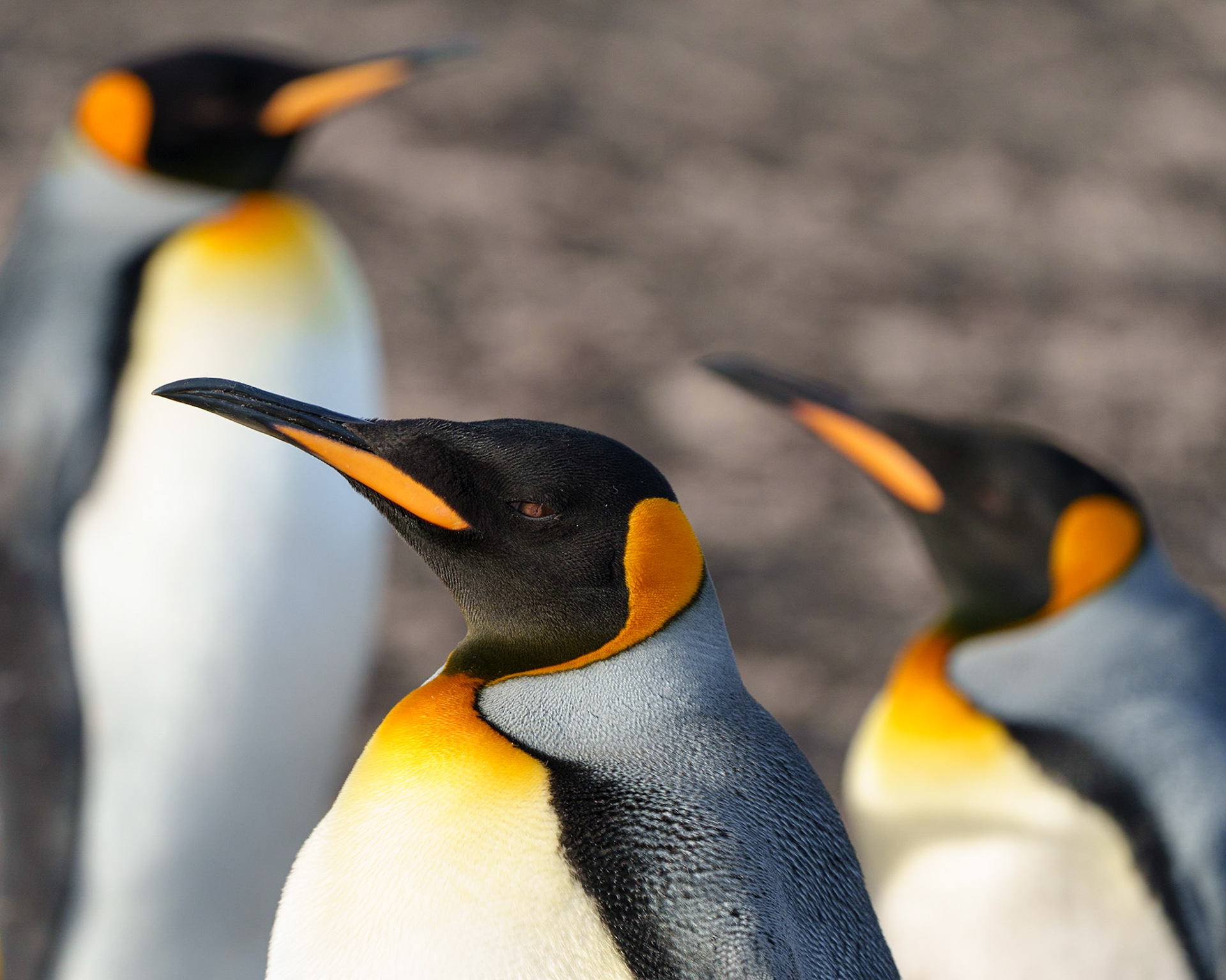 King penguin