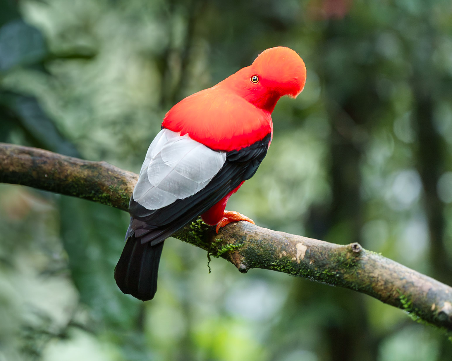 Andean Cock of the Rock