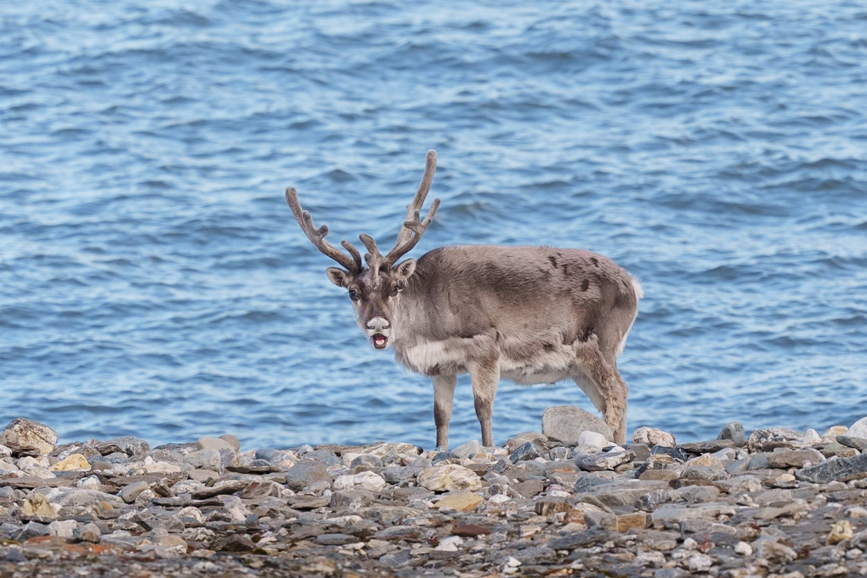 Svalbard reindeer