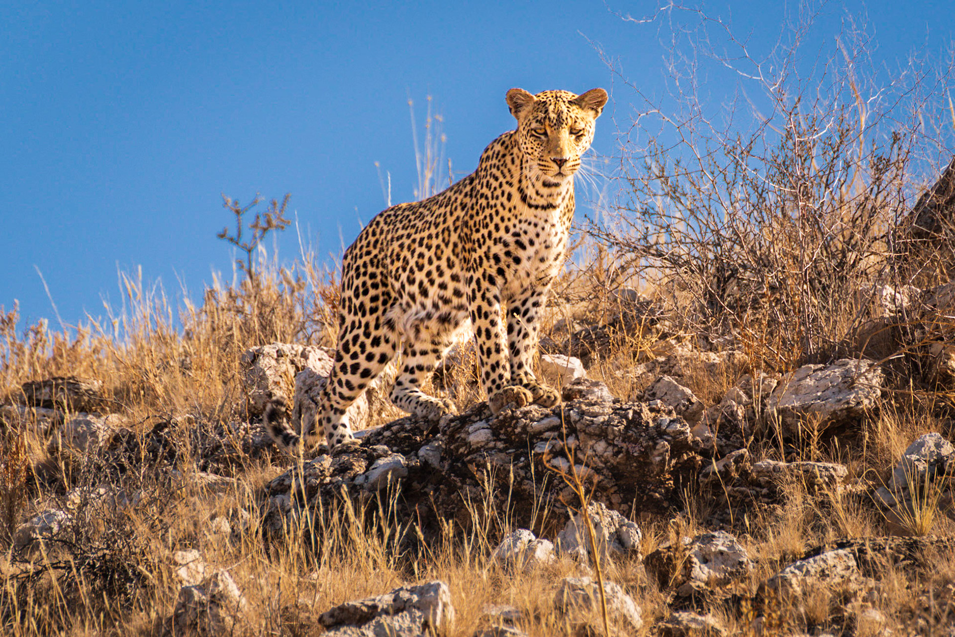 Leopard