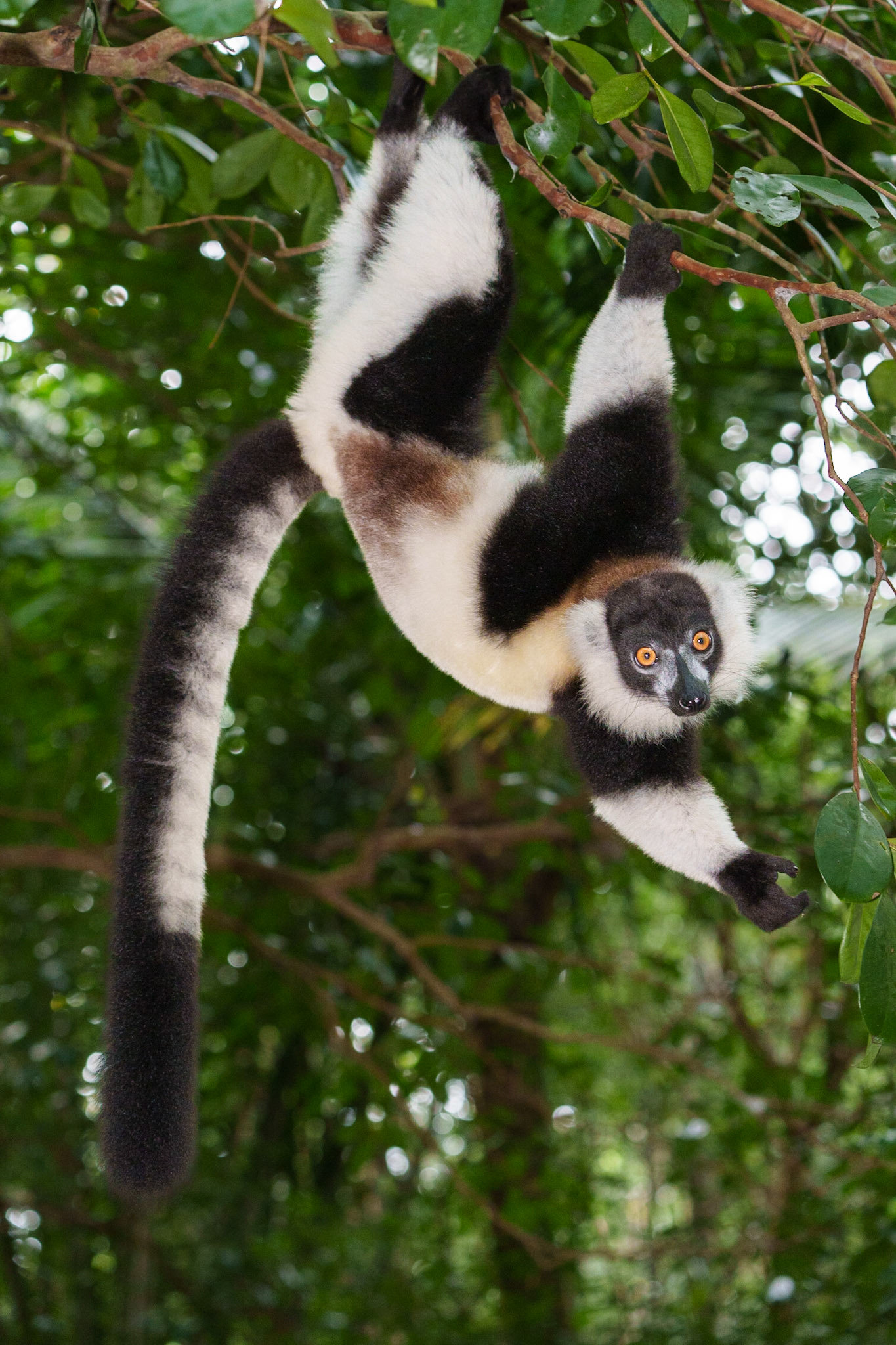 Black and White Ruffed Lemur