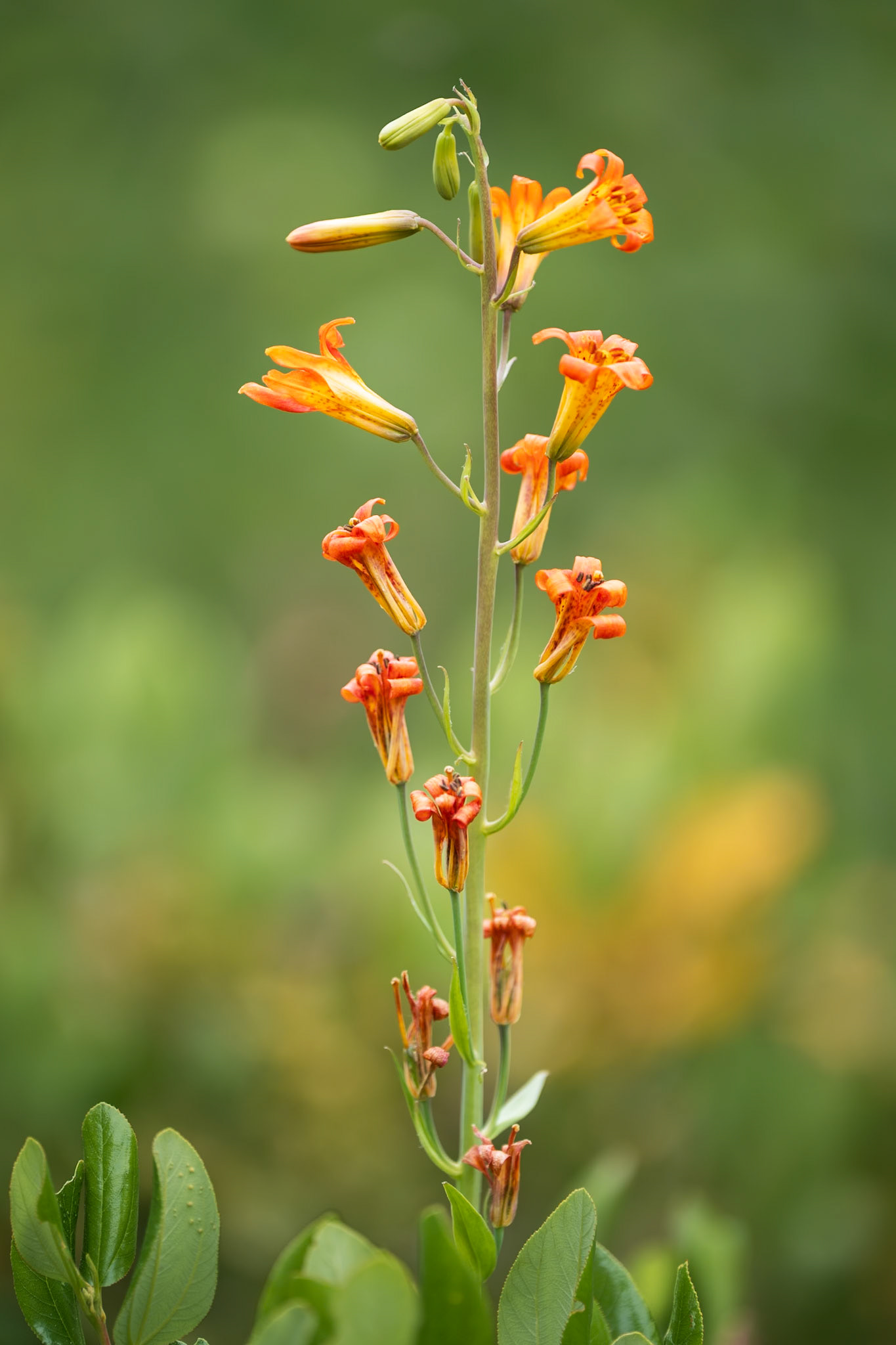 Orange Bloom
